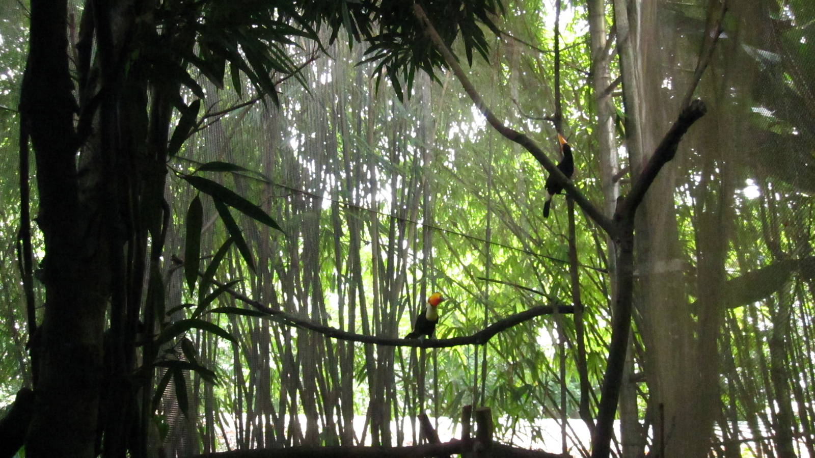 Jungle Jewels - Toco Toucans