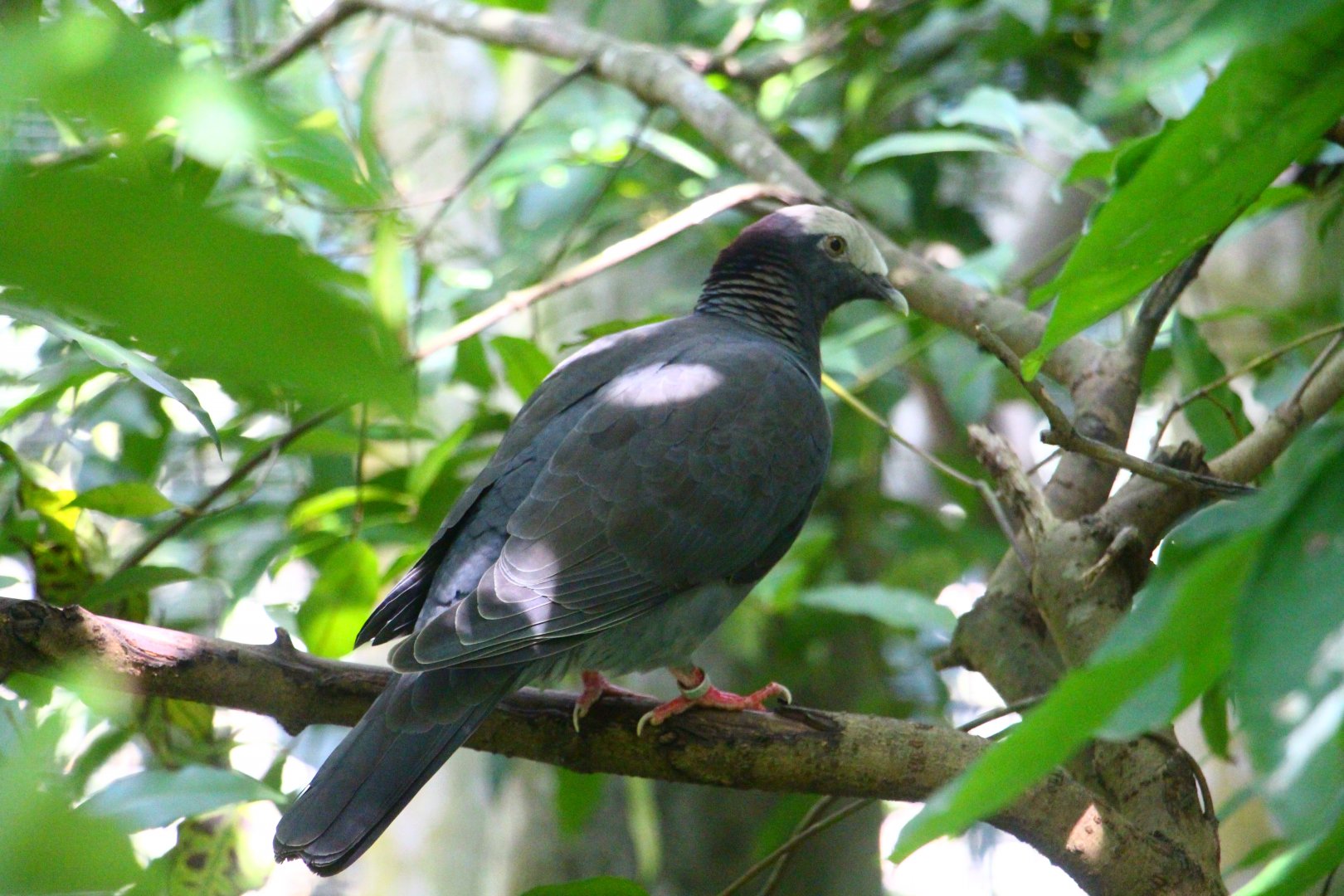 Jungle Jewels - White-crowned Pigeon