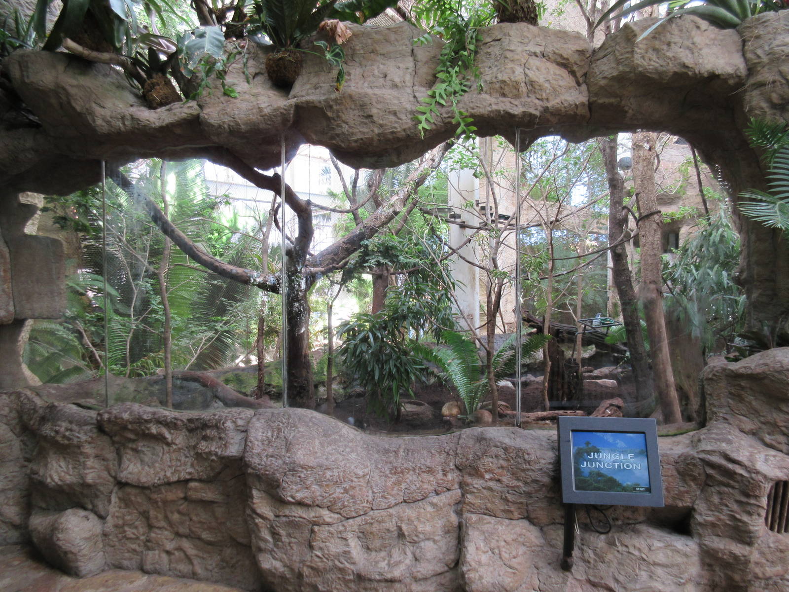 Jungle Junction Exhibit (Giant Anteater, Swainson's Toucan, etc)