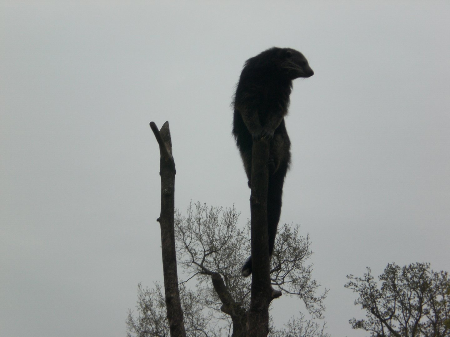 Jungle Kingdom- Binturong