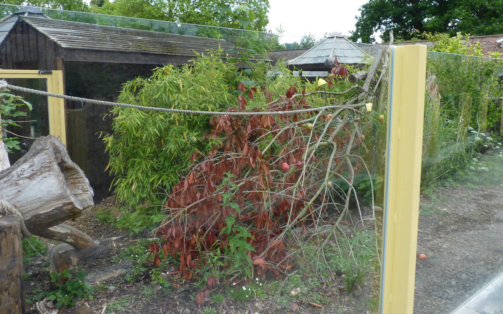 Jungle Kingdom - Coati Enclosure