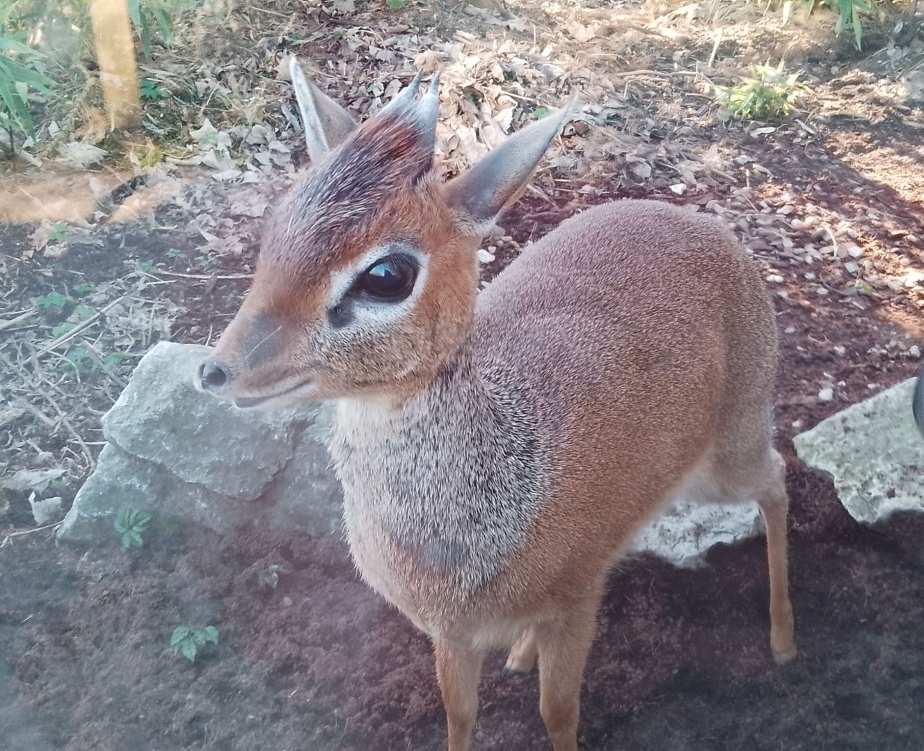 Jungle Kingdom - Kirk's Dik-Dik 020325