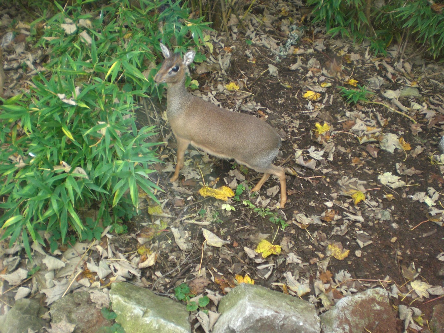Jungle kingdom- Kirk's Dik-Dik 301024