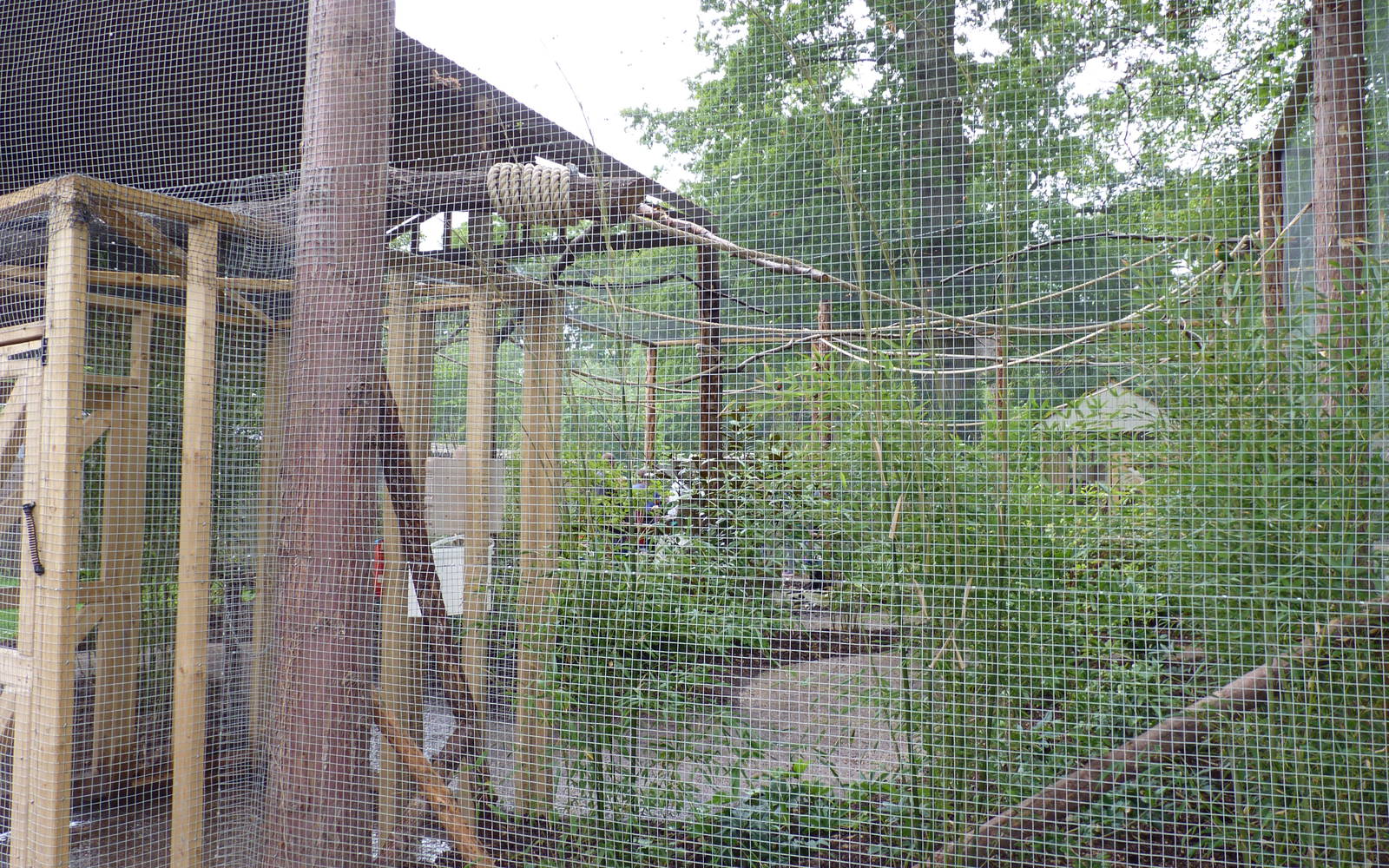 Jungle Kingdom - Lorikeet Aviary