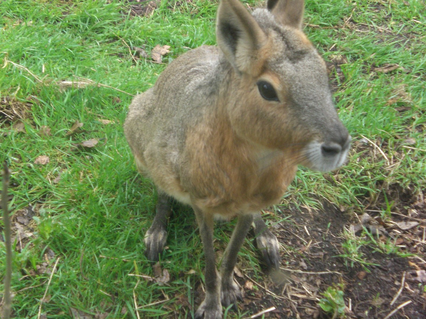 Jungle Kingdom- Patagonian Mara