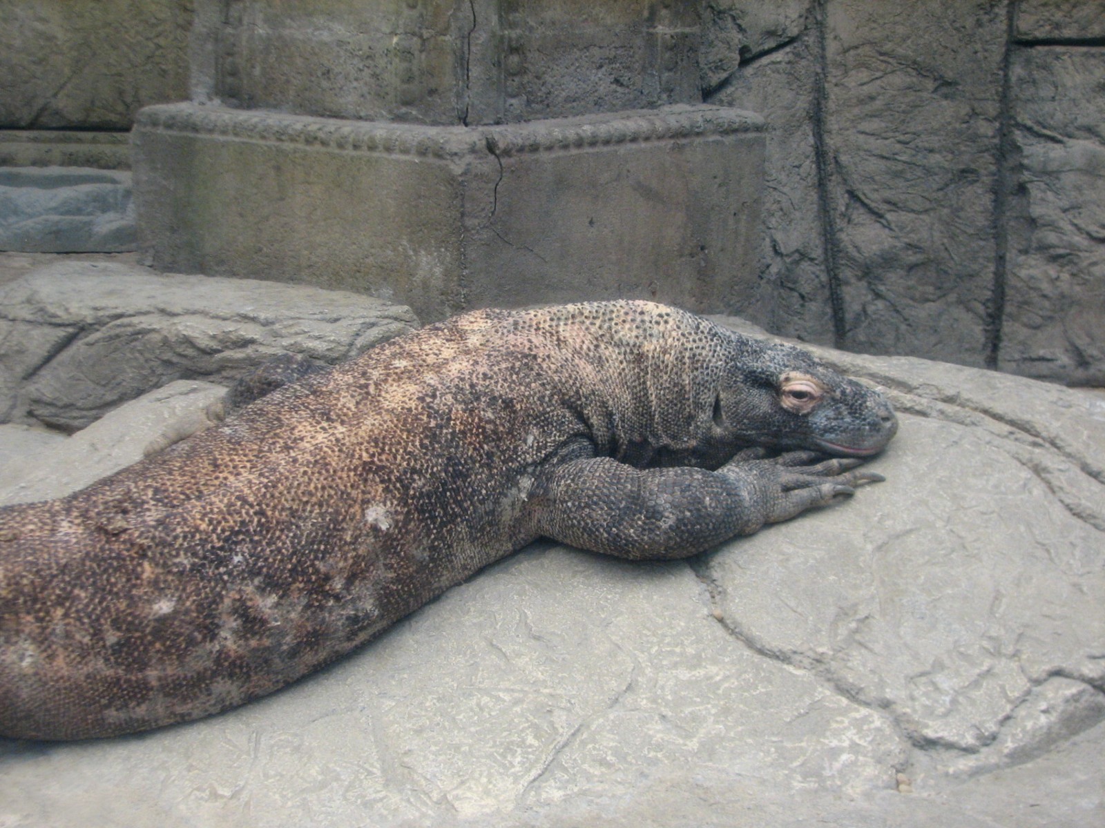 Jungle - Komodo Dragon Exhibit