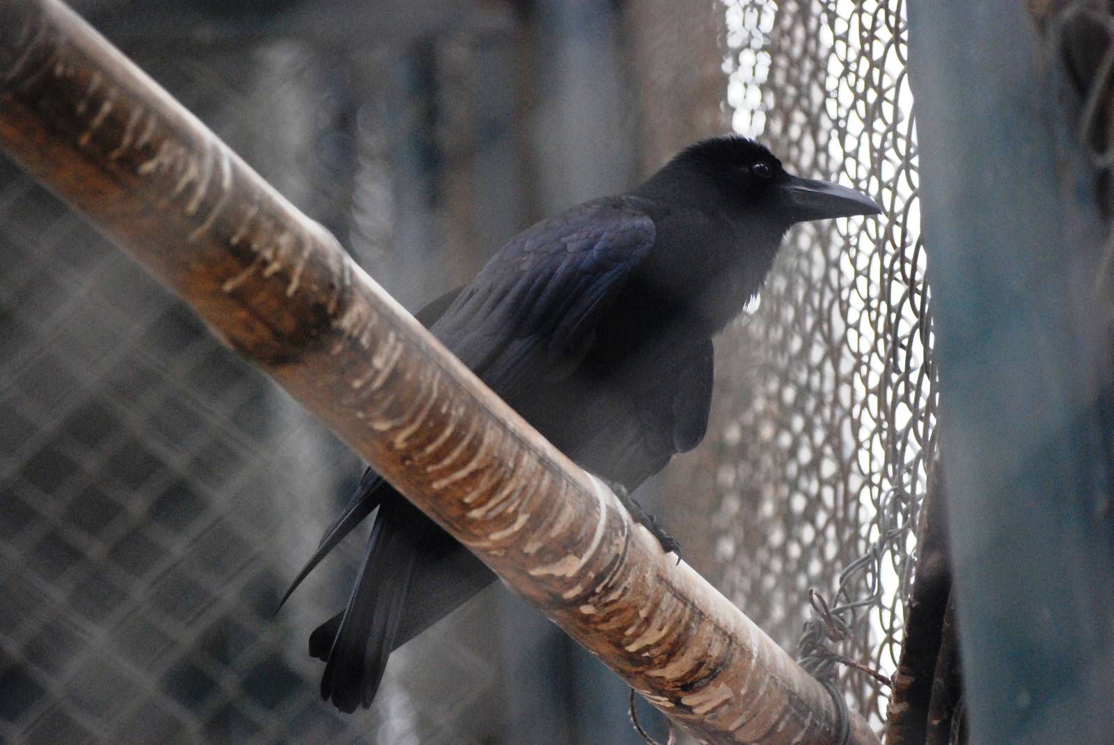 Jungle (Large-billed) Crow at Hanoi Zoo, 15/03/12
