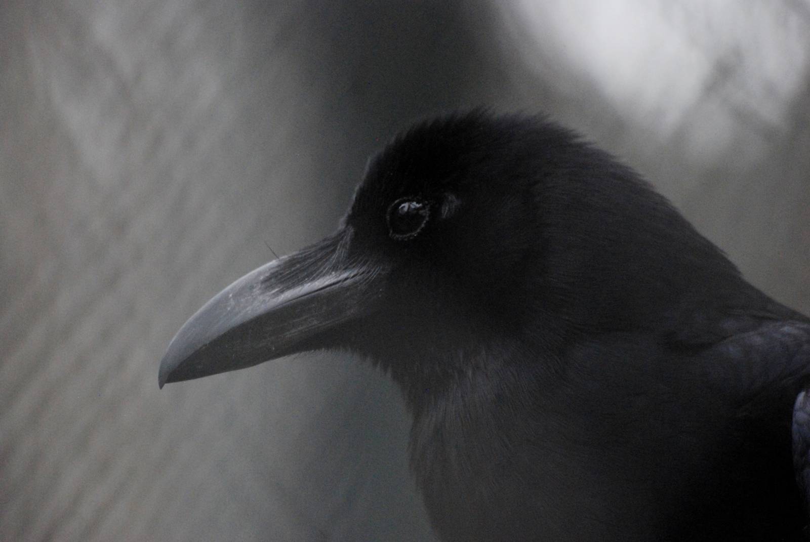 Jungle (Large-billed) Crow at Hanoi Zoo, 15/03/12