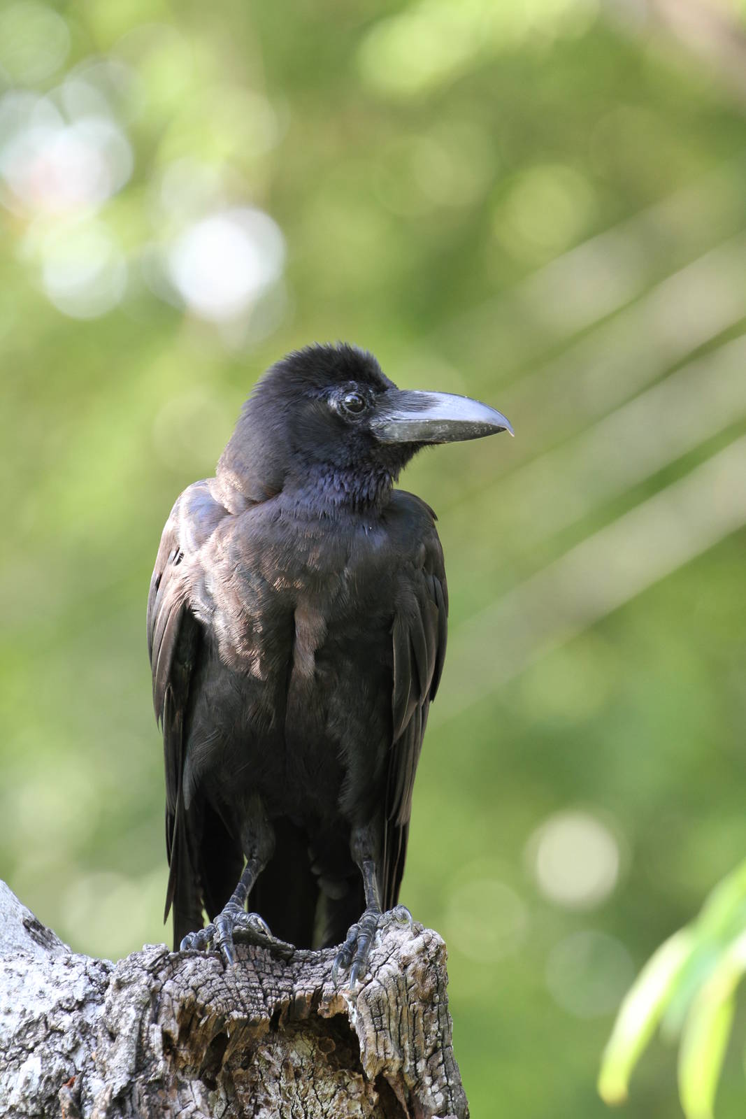 Jungle (Large/Thick-billed) Crow