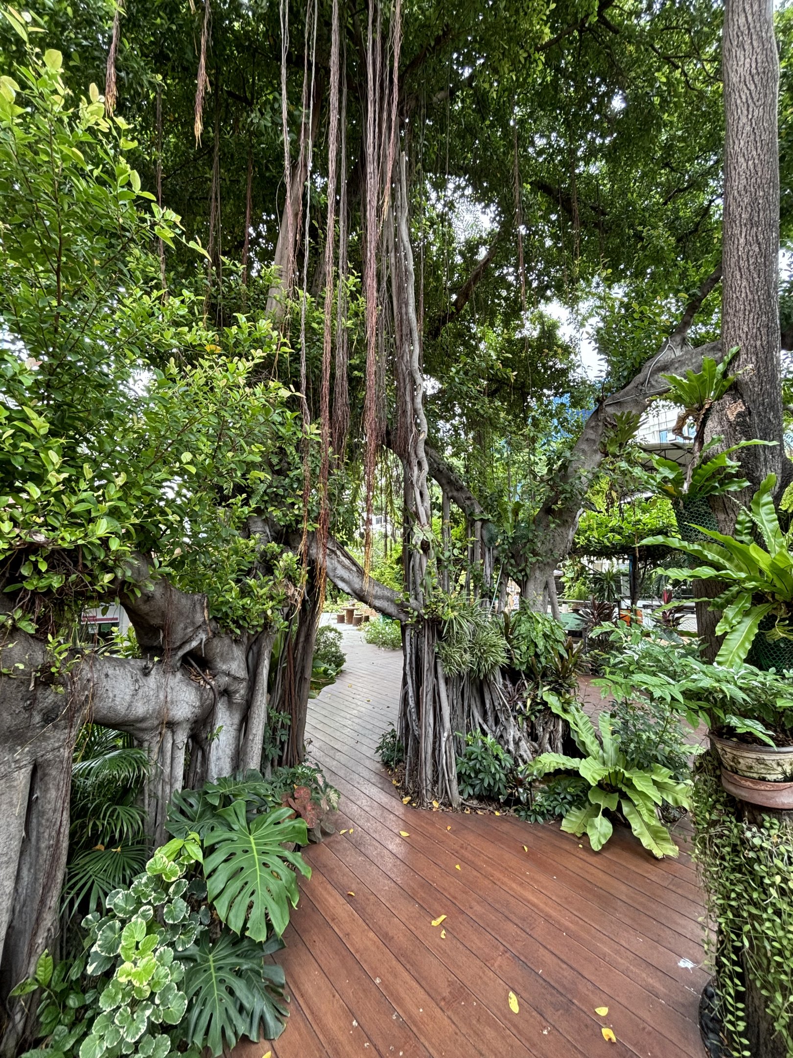 Jungle-like Walkway