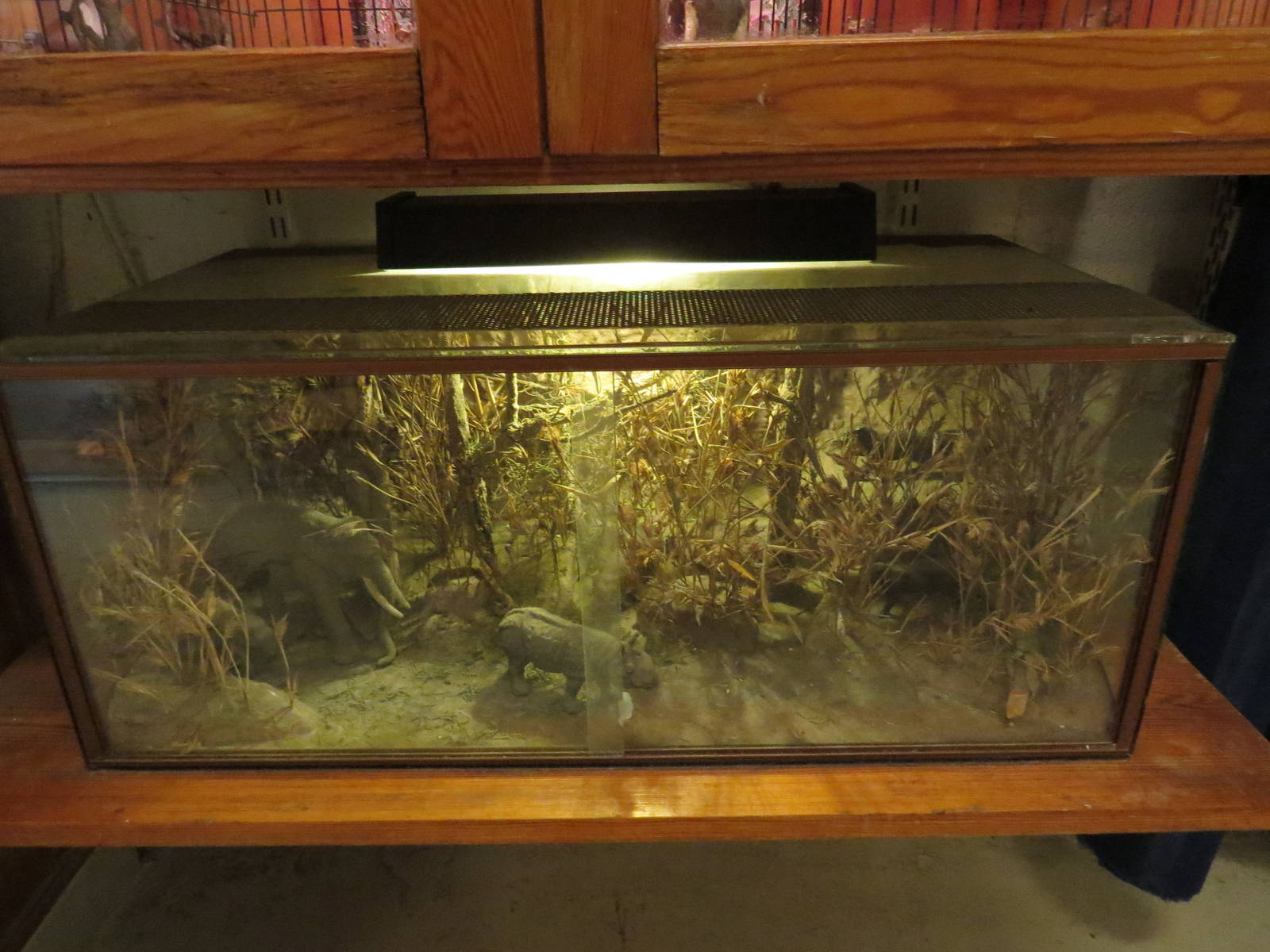 Jungle mini-diorama, June 2015