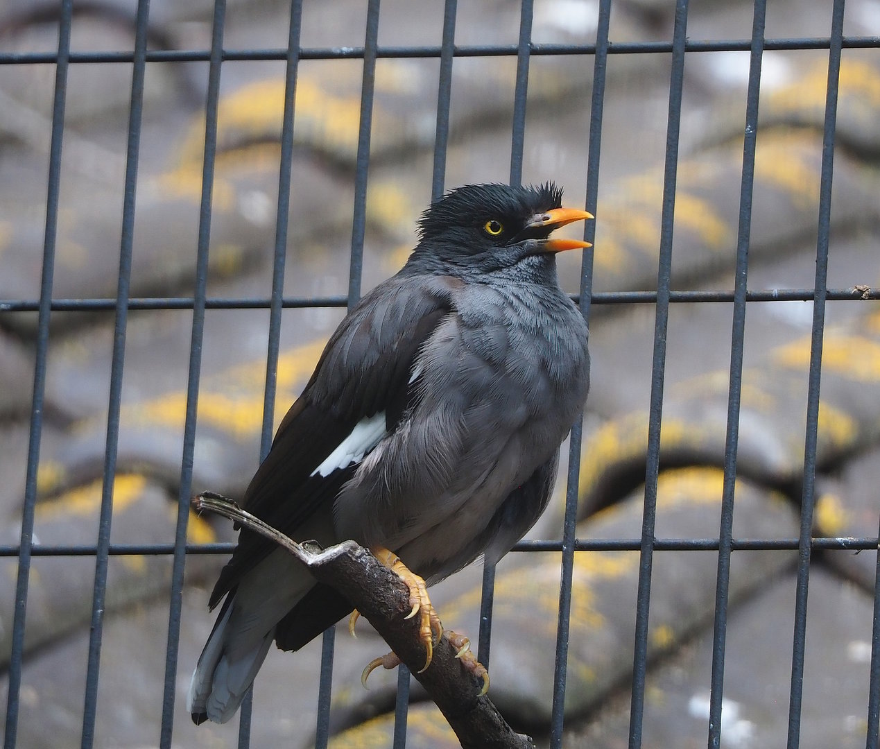 Jungle myna (Acridotheres fuscus), 2022-08-28
