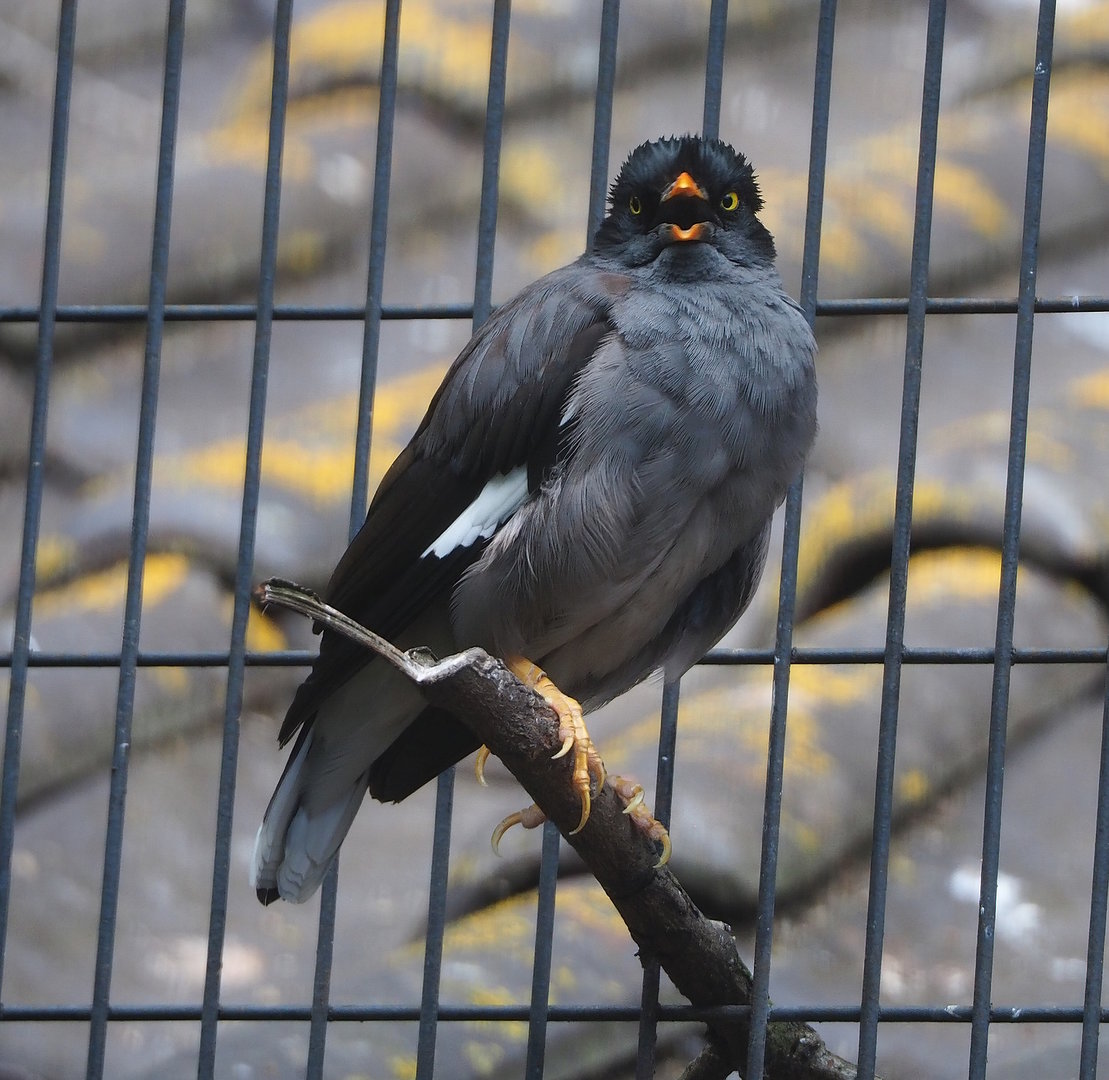 Jungle myna (Acridotheres fuscus), 2022-08-28