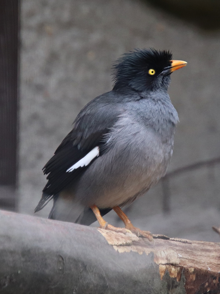 Jungle myna (Acridotheres fuscus)