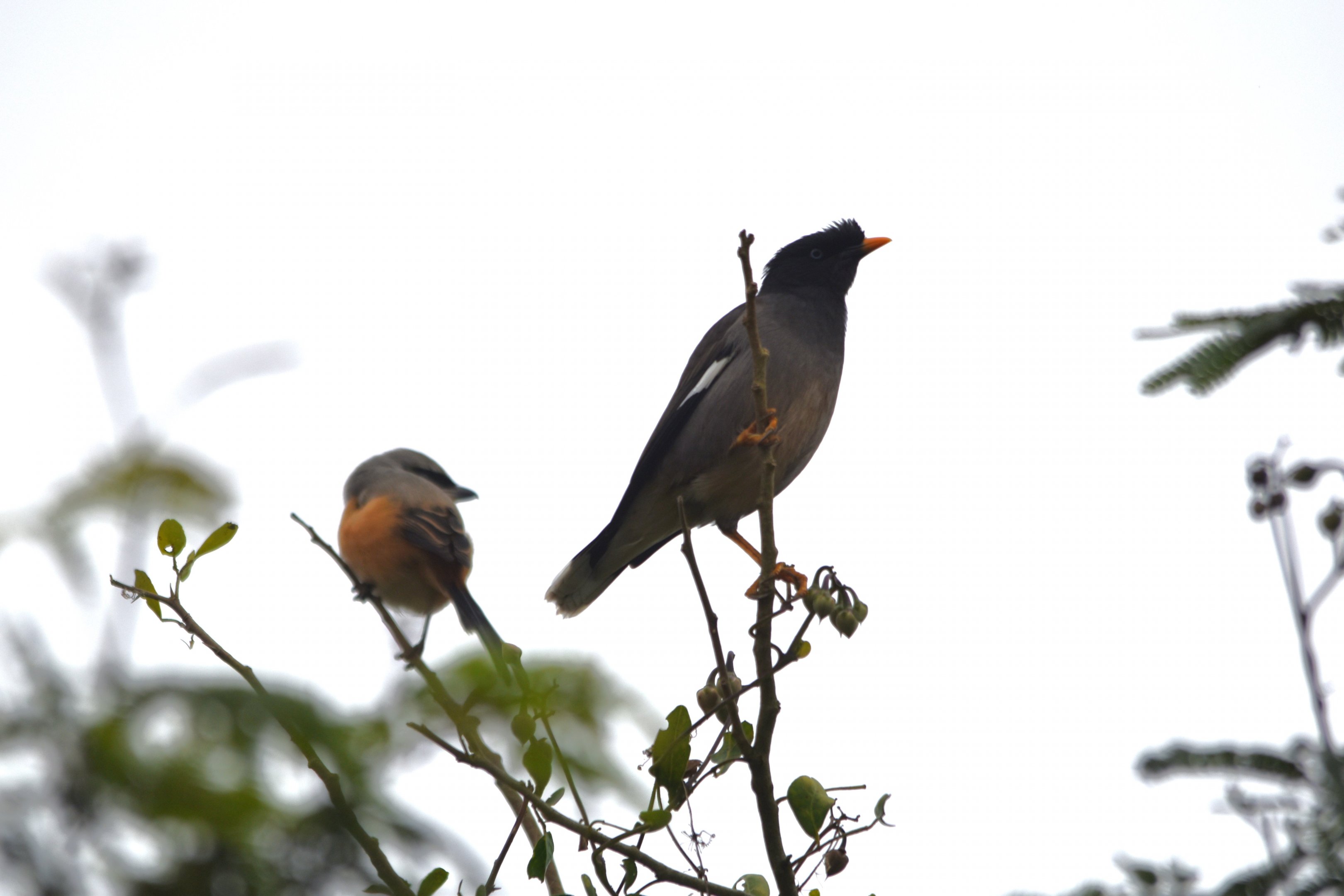Jungle Myna and Long-tailed Shrike, Nagarahole Tiger Reserve, 19th November 2024