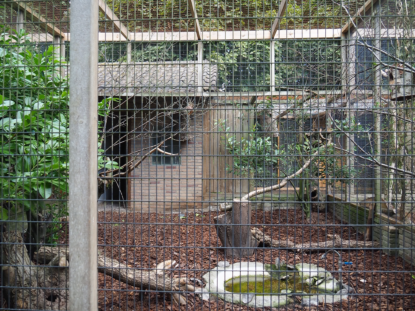 Jungle myna aviary, 2022-08-28