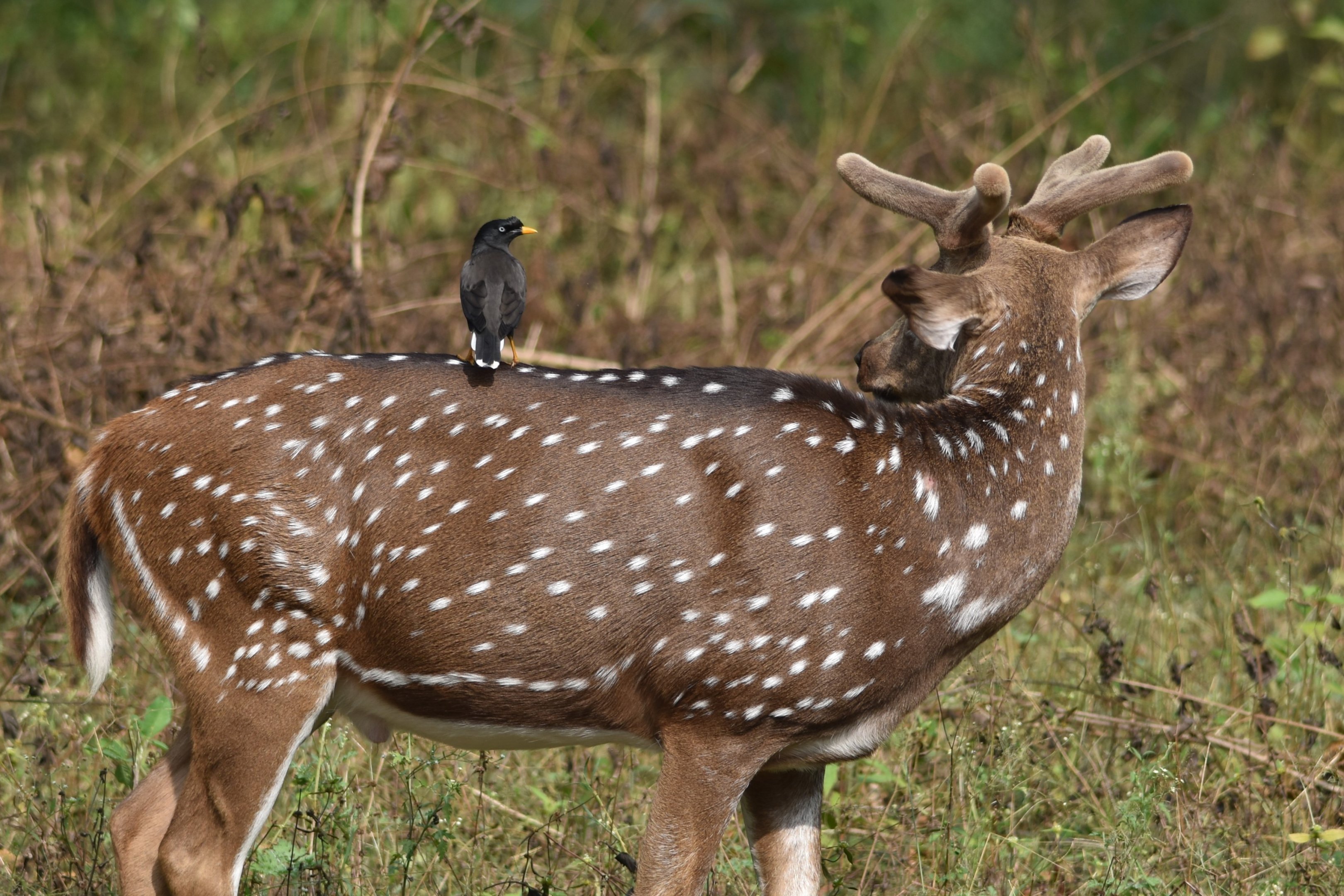 Jungle Myna on an Axis Deer (Chital), Nagarahole Tiger Reserve, 19th November 2024