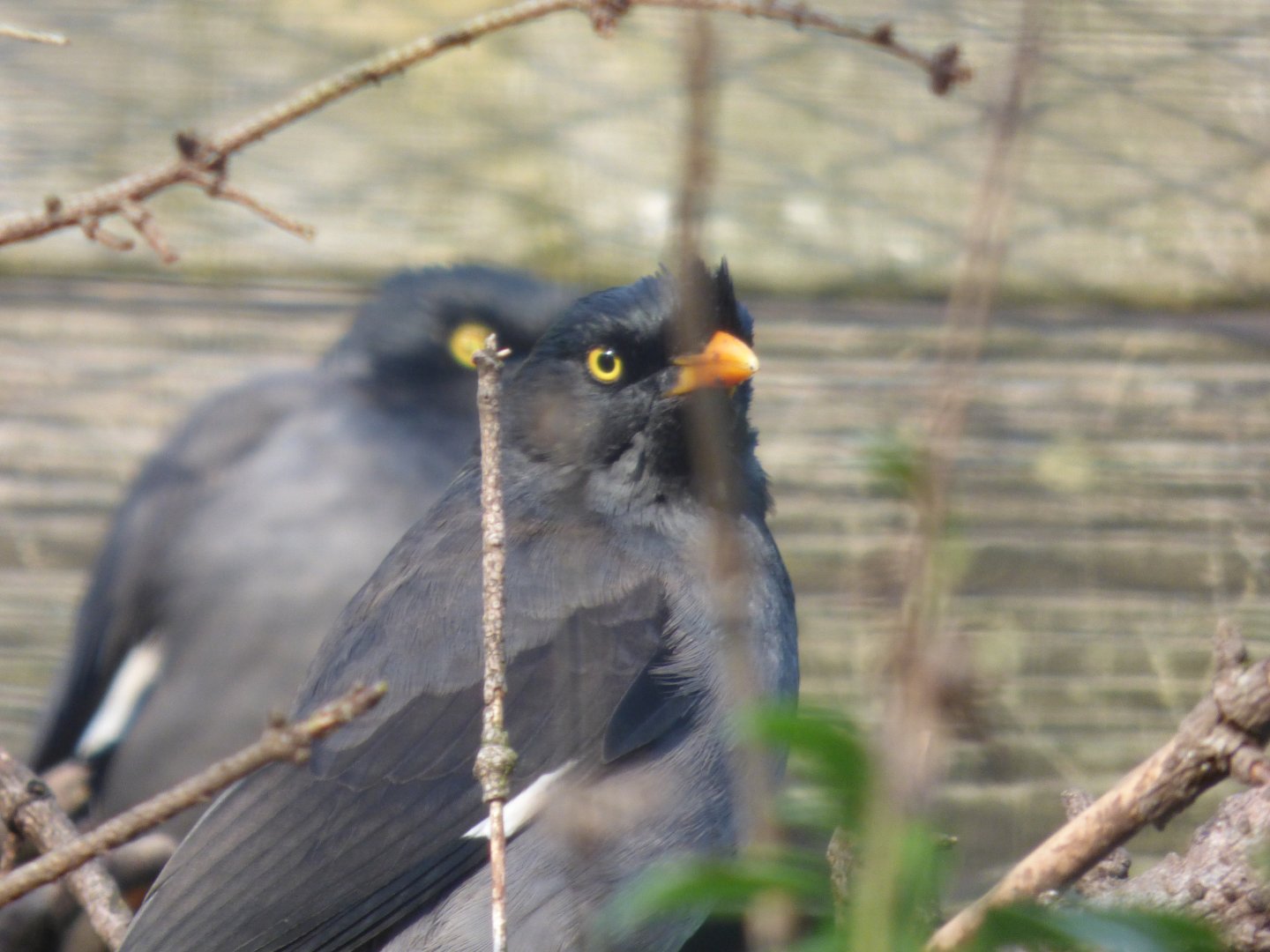Jungle Myna