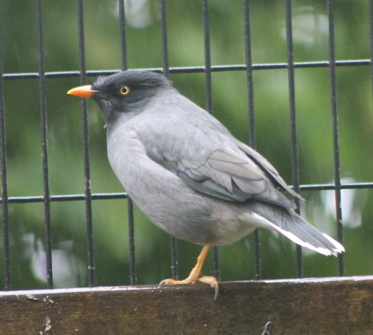 Jungle myna
