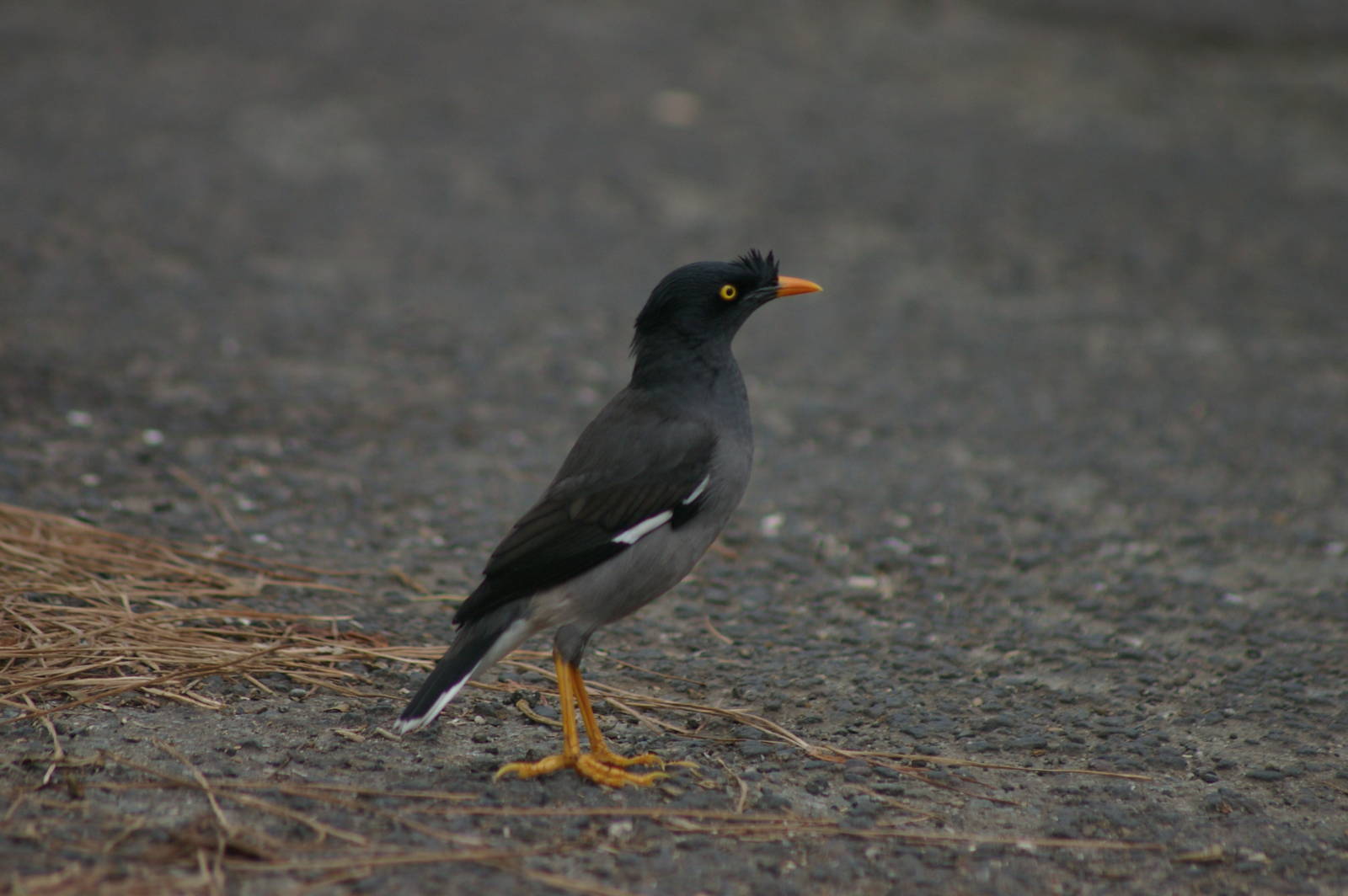 jungle mynah (Acridotheres fuscus)