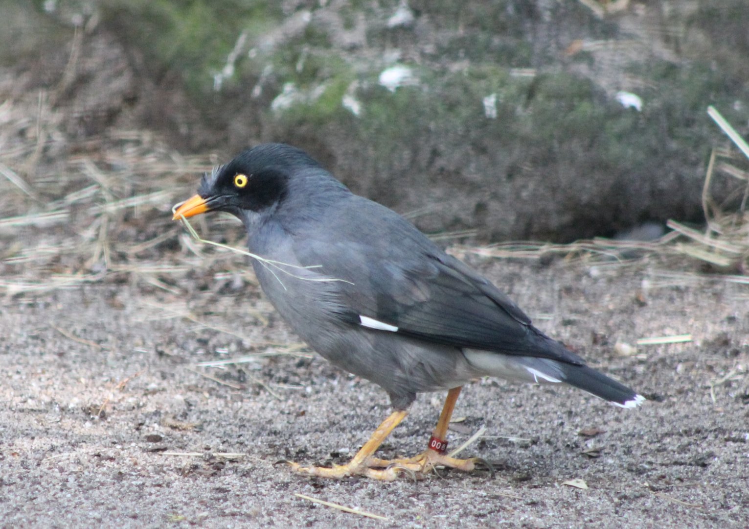 Jungle mynah