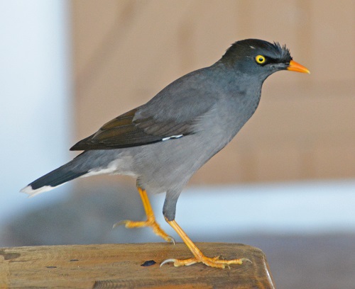 Jungle mynah