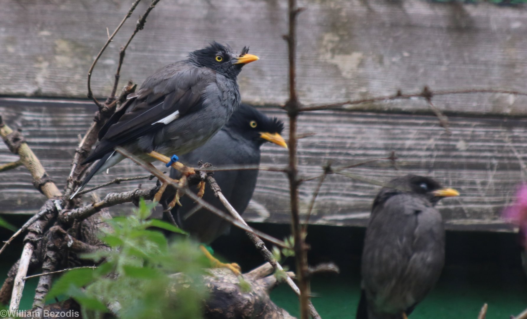 Jungle Mynas