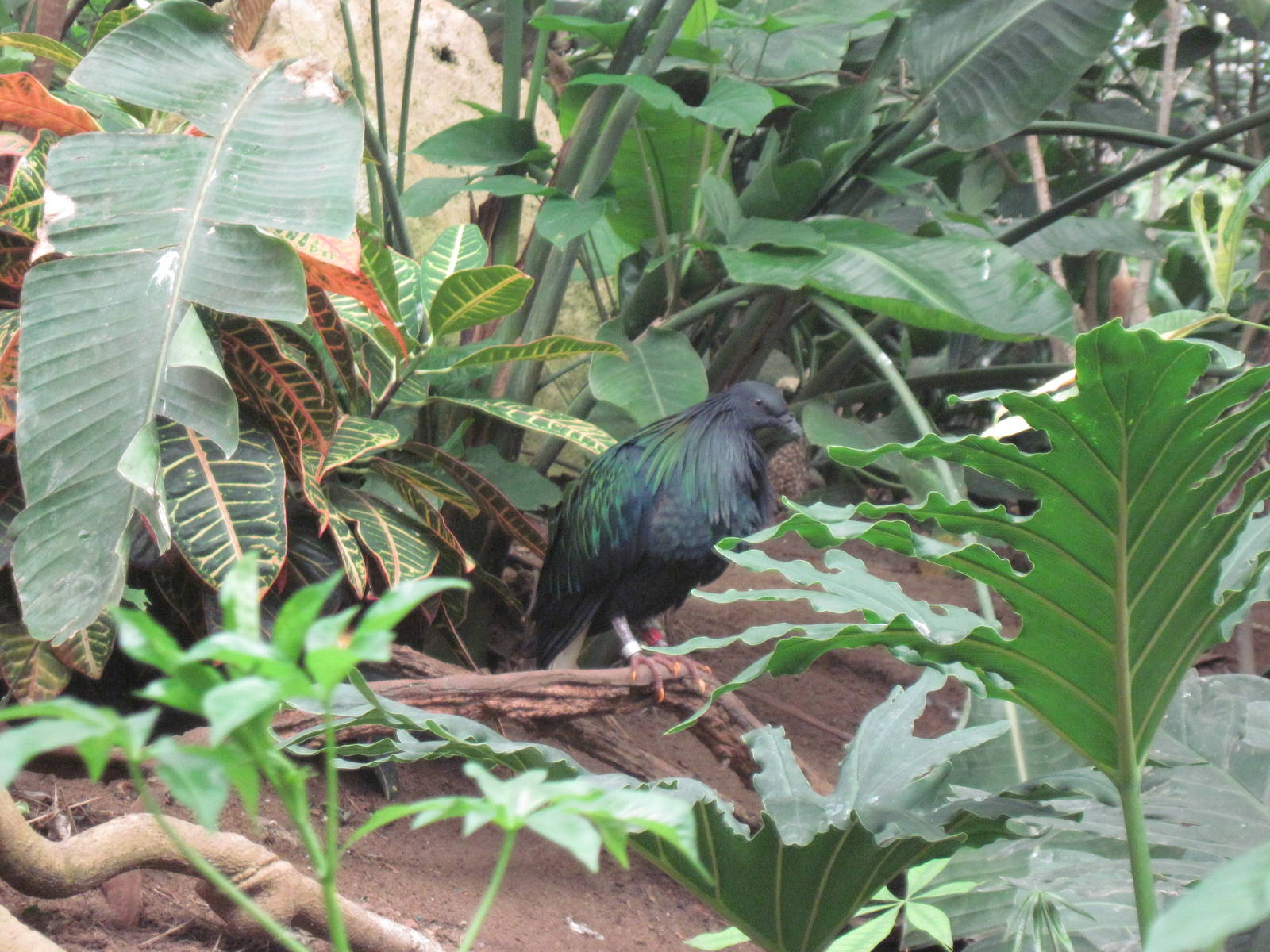 Jungle-Nicobar Pigeon