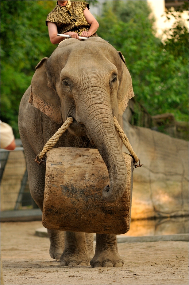 Jungle-night at Hamburg - Elephant-Show