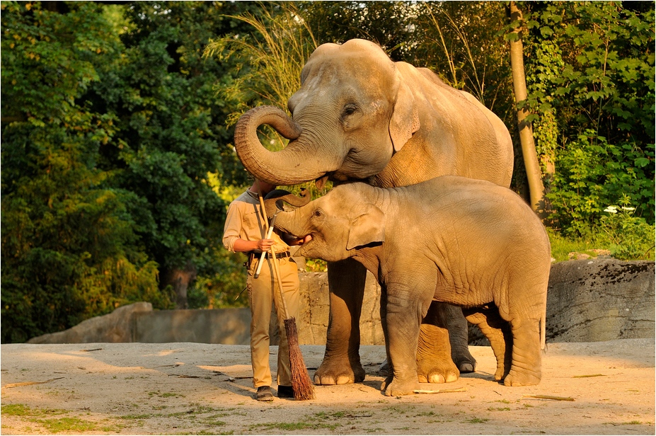Jungle-night at Hamburg - Elephant-Show
