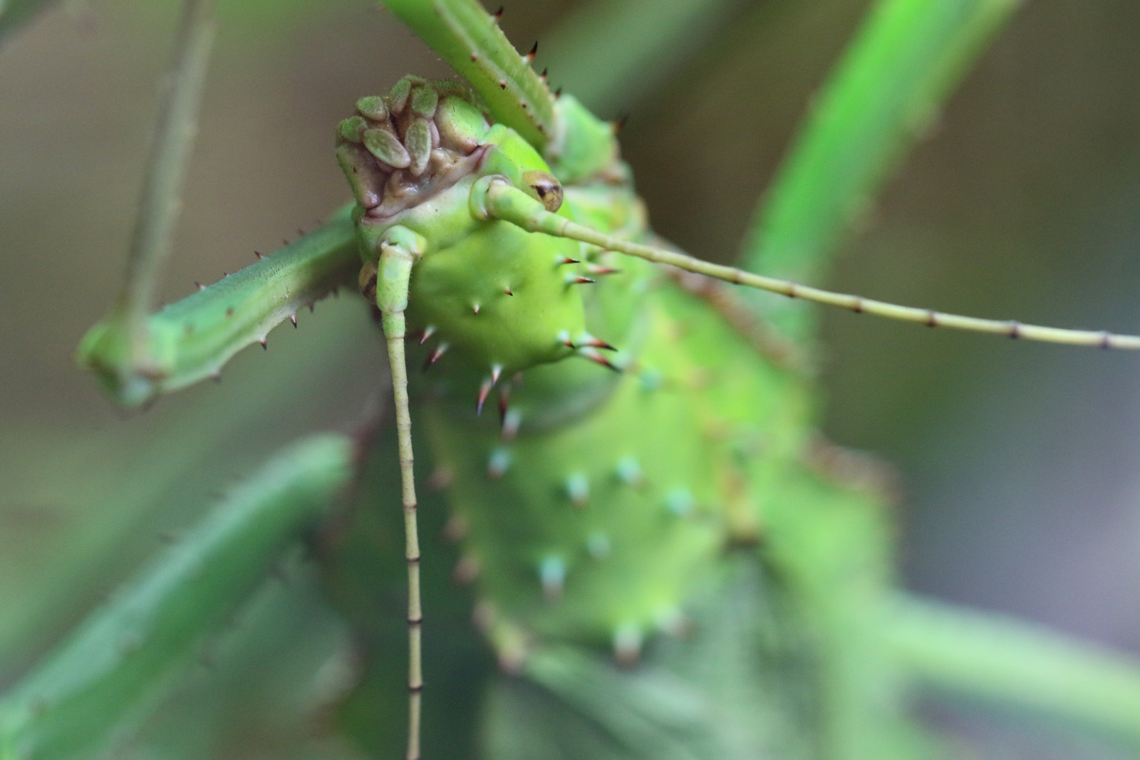 Jungle Nymph at Chester Zoo 30/01/2022