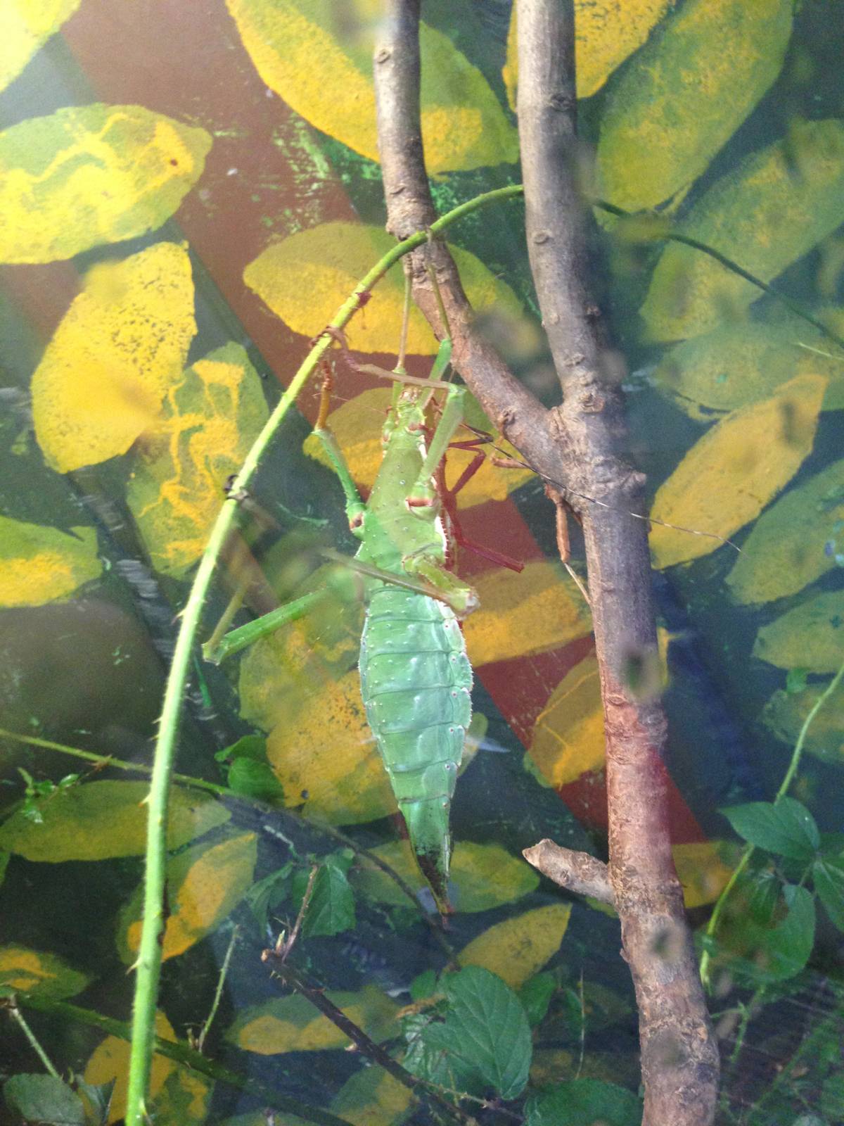 Jungle Nymph at Tropical World - 02/10/2013