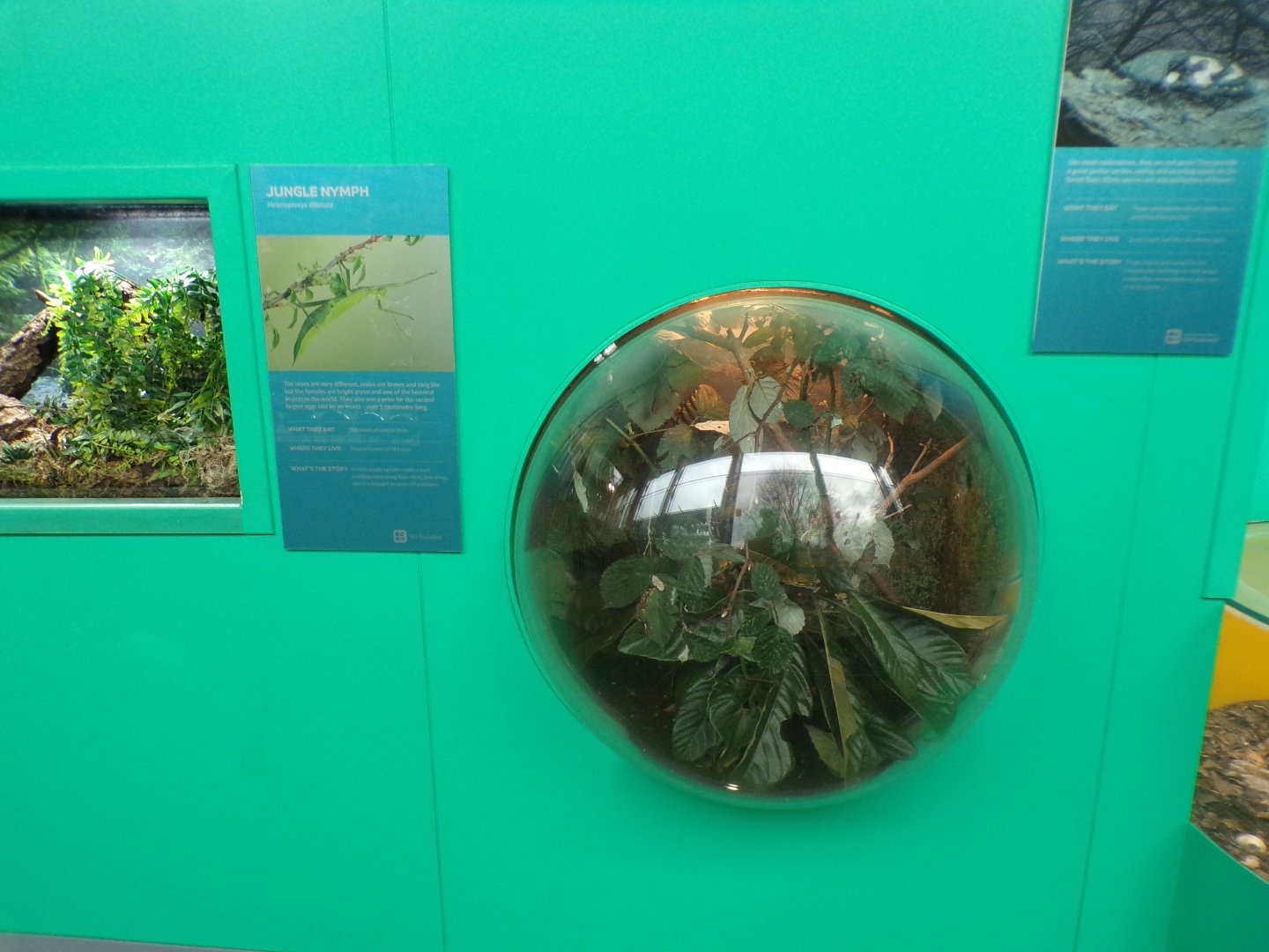 Jungle nymph dome exhibit 11.2.25