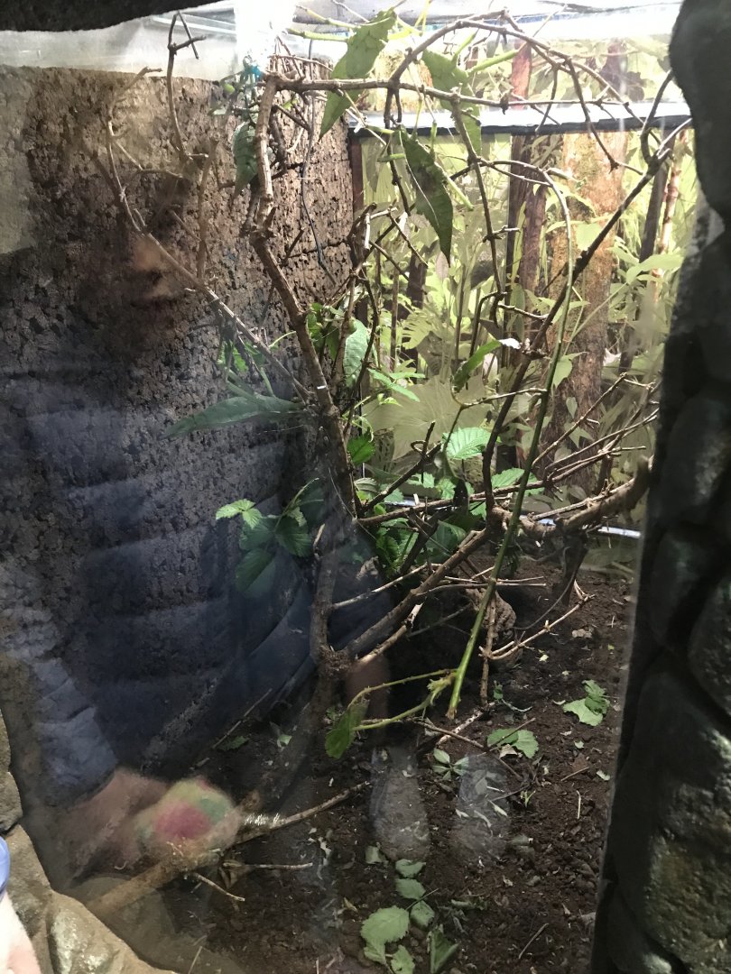 Jungle nymph enclosure