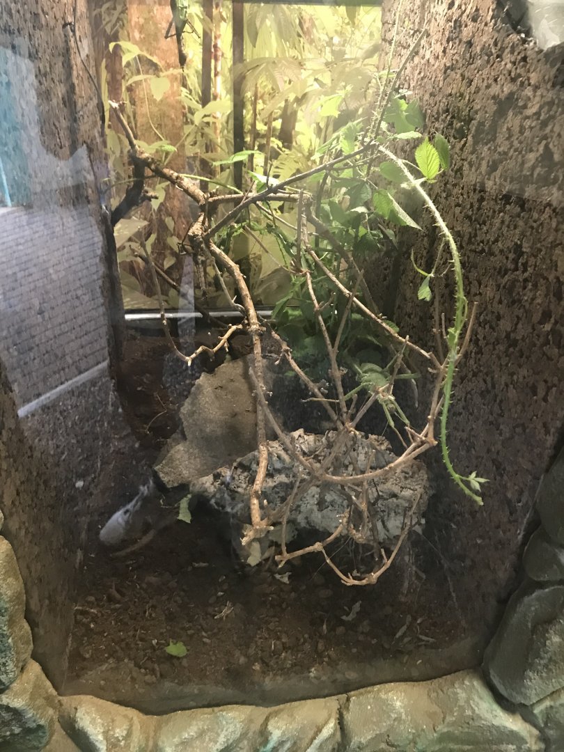 Jungle Nymph enclosure