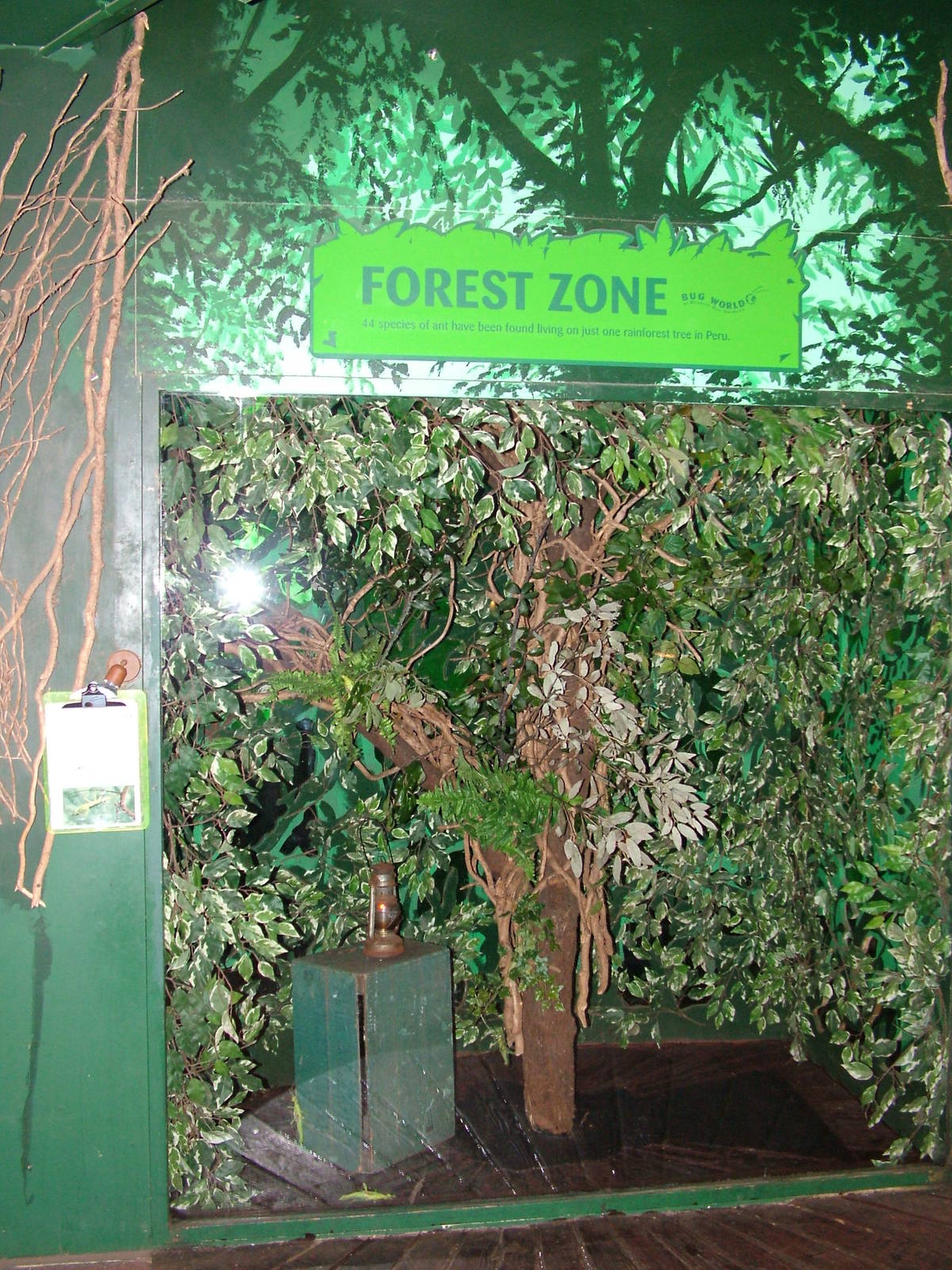 Jungle Nymph exhibit at Bristol 19/12/09