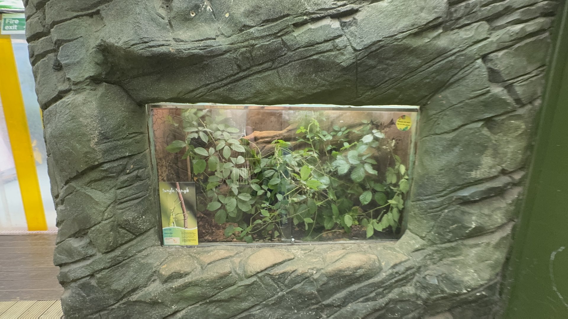 Jungle Nymph Exhibit at Tropical World (October 2024)