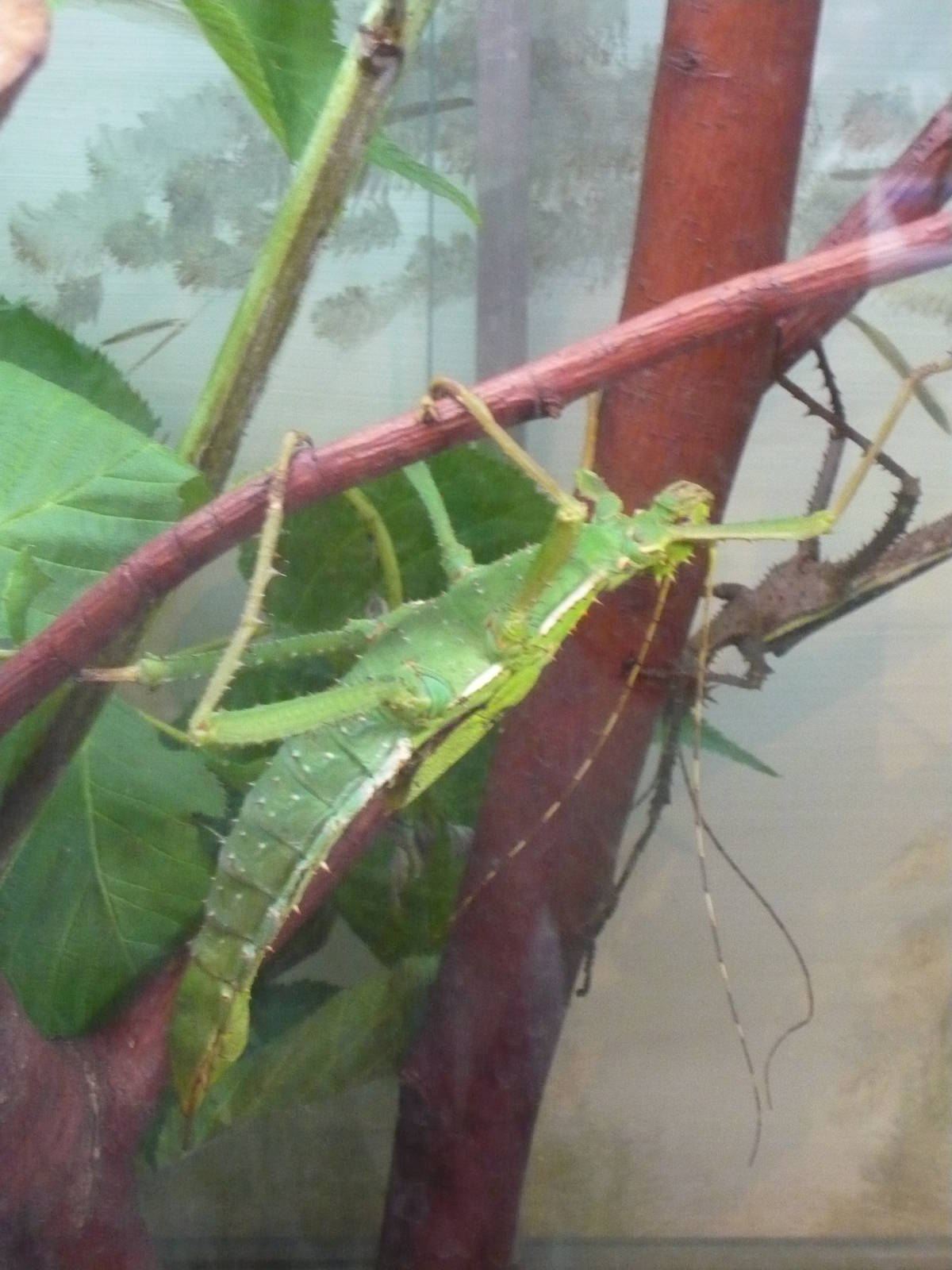 Jungle nymph (Heteropteryx dilatata)