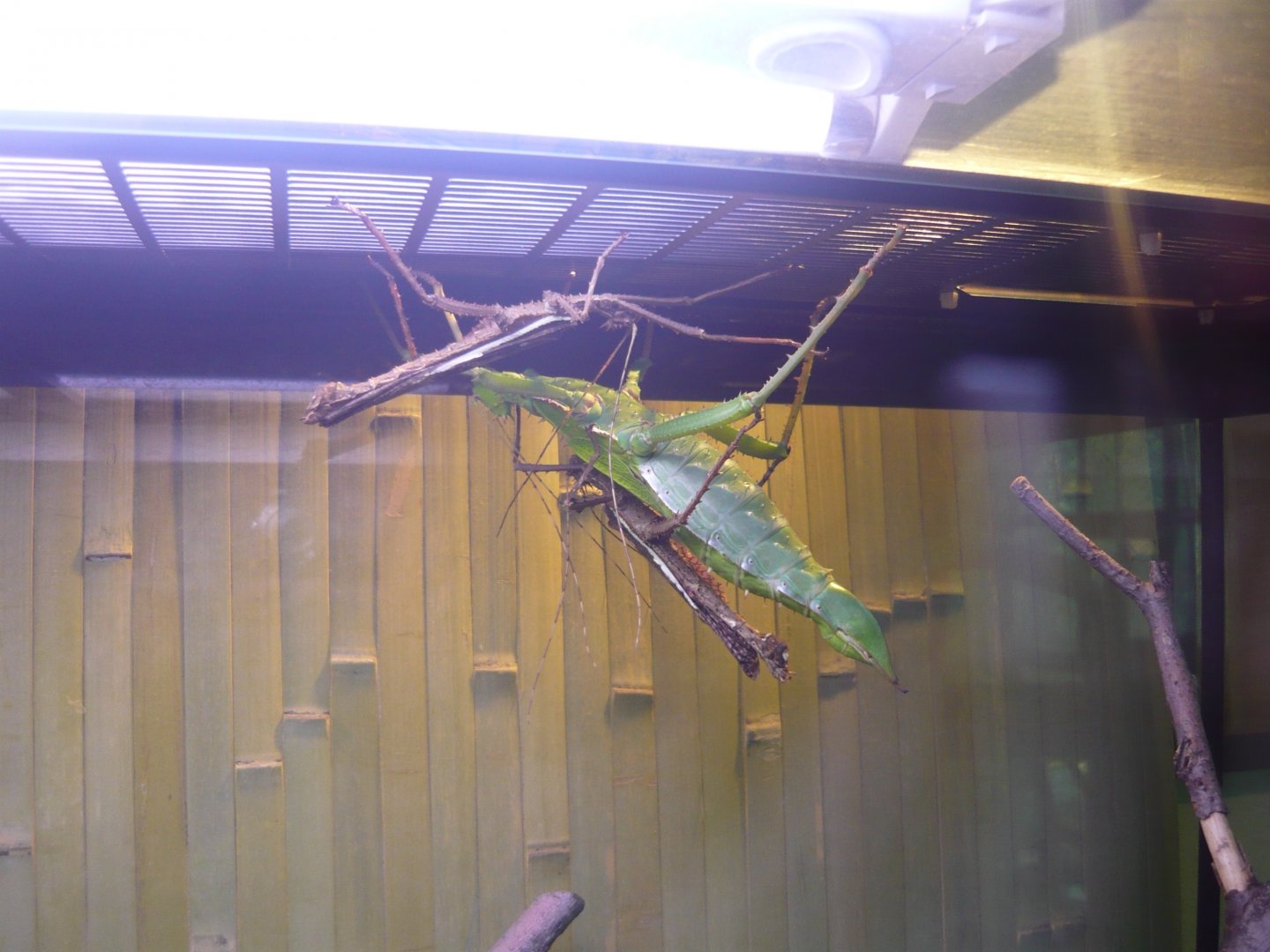 Jungle nymph (Heteropteryx dilatata)