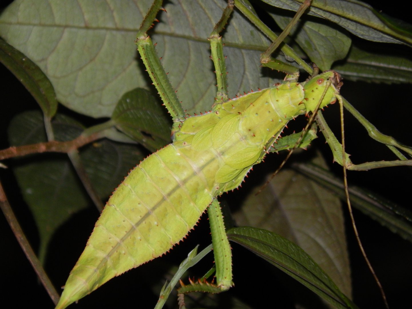 Jungle nymph (Heteropteryx dilatata)