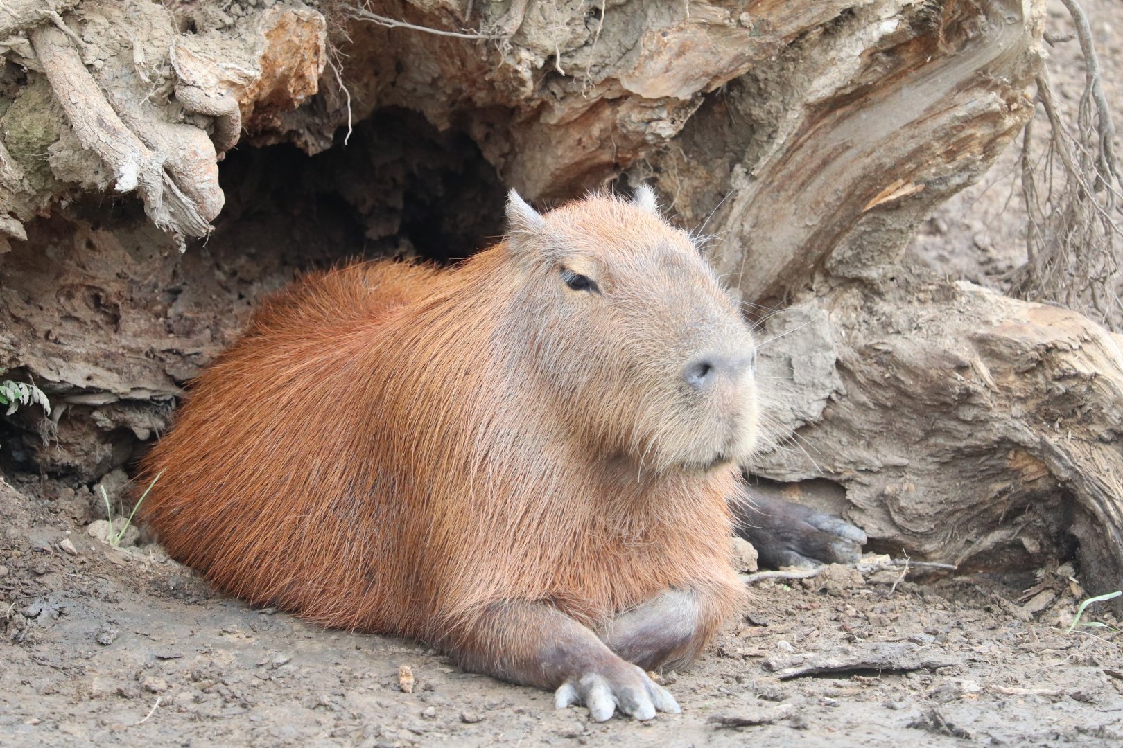 Jungle Odyssey - Capybara