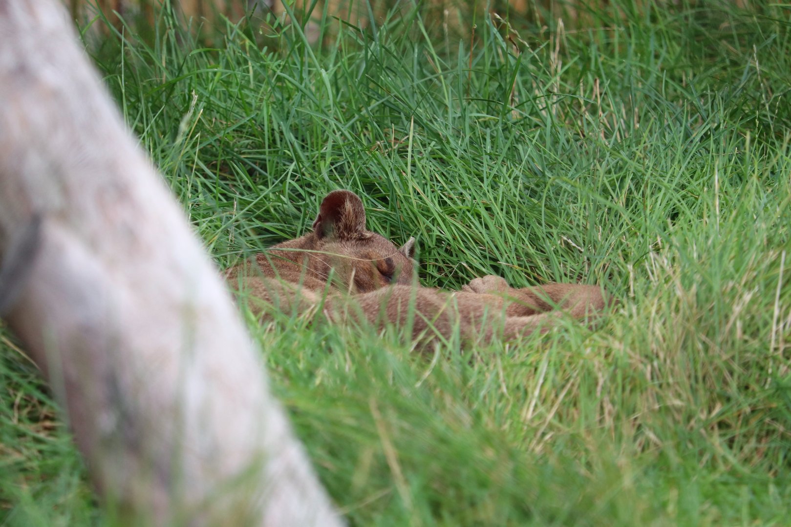 Jungle Odyssey - Fossa