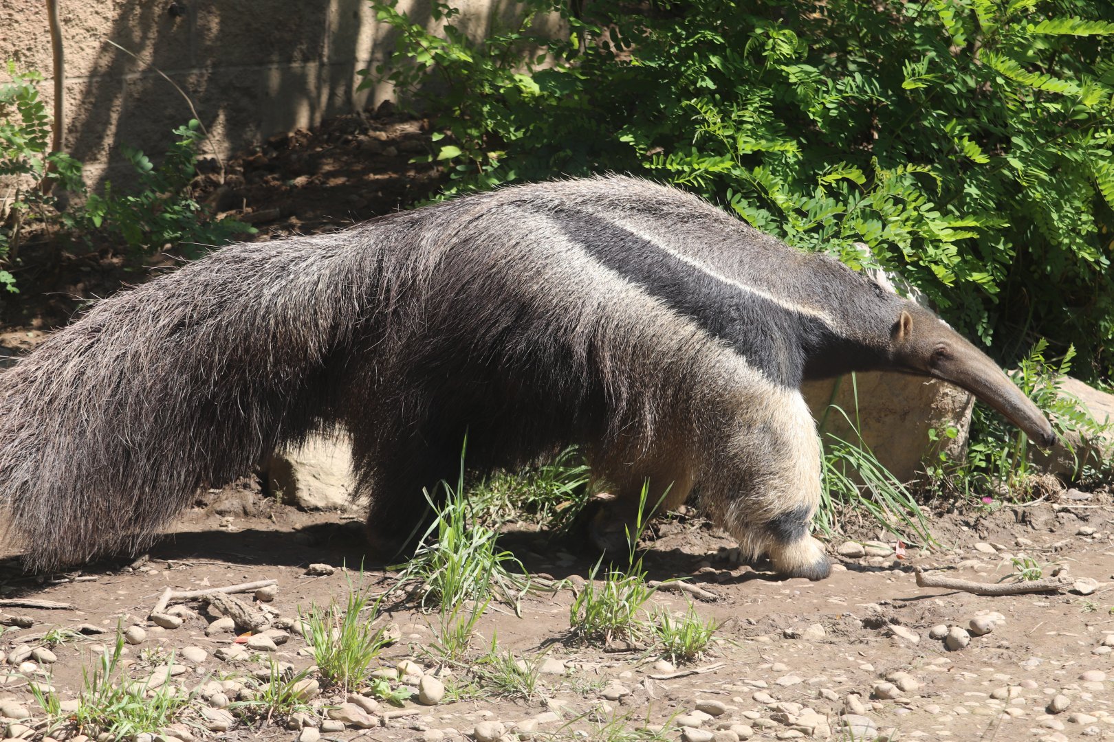 Jungle Odyssey - Giant Anteater