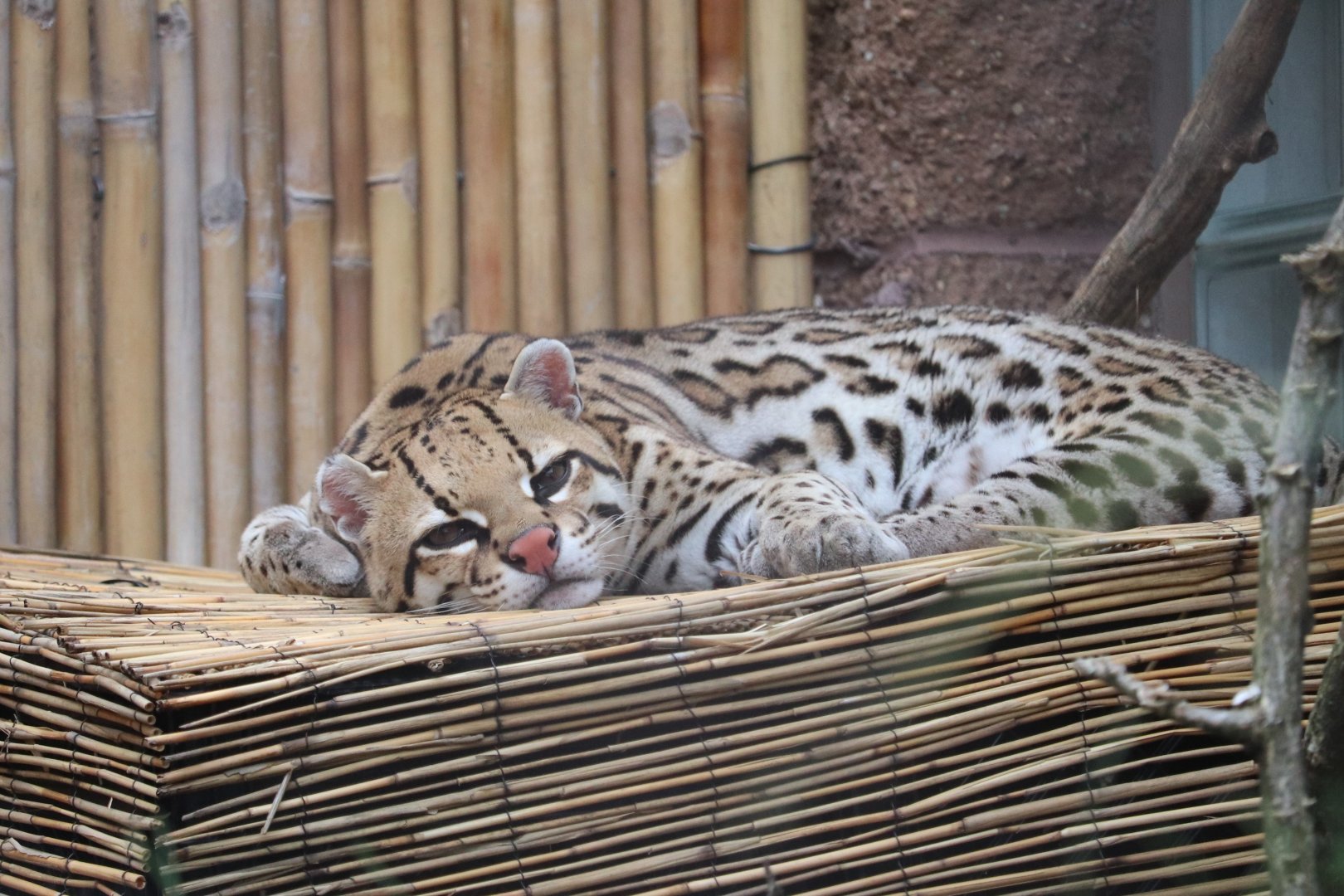 Jungle Odyssey - Ocelot