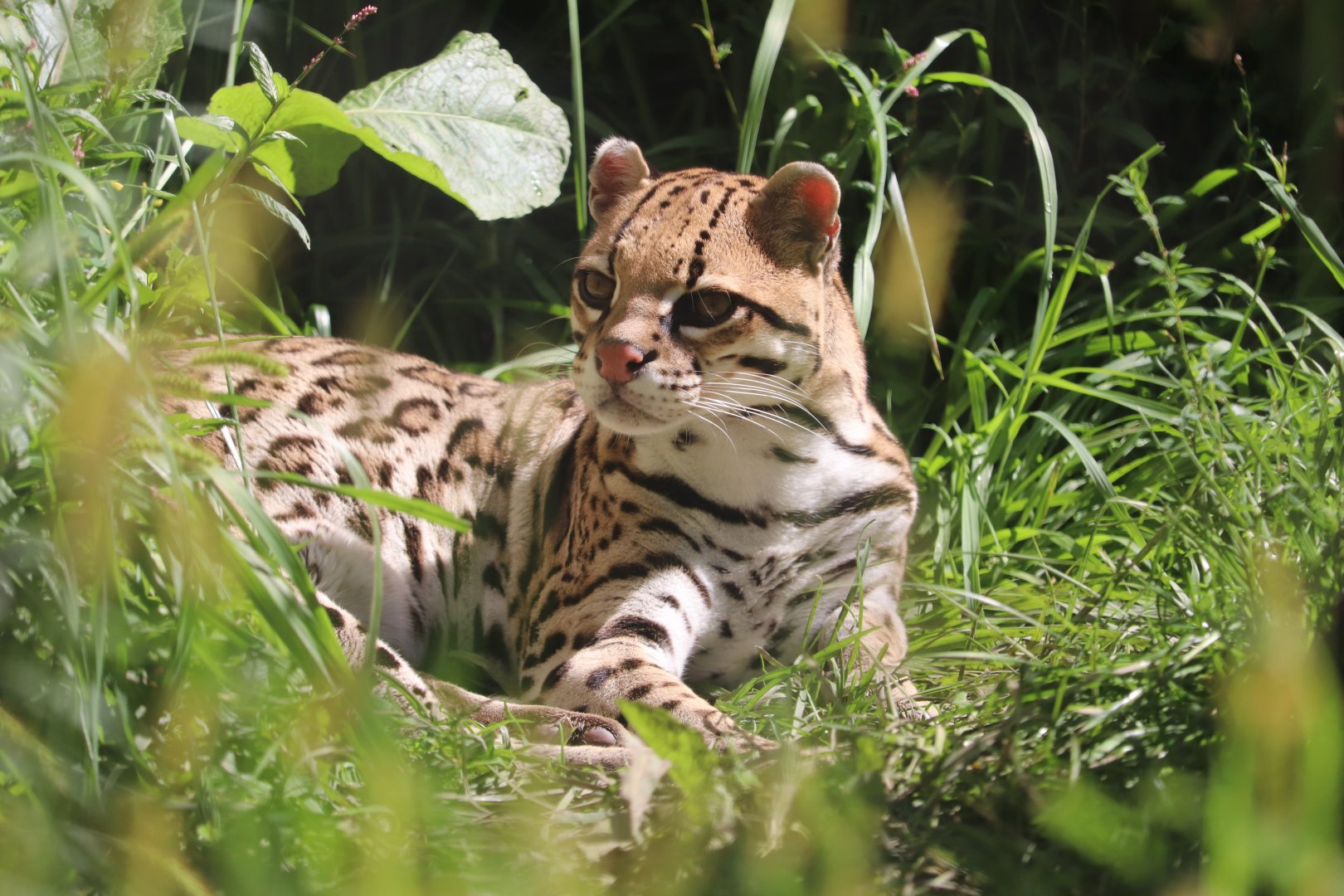 Jungle Odyssey - Ocelot