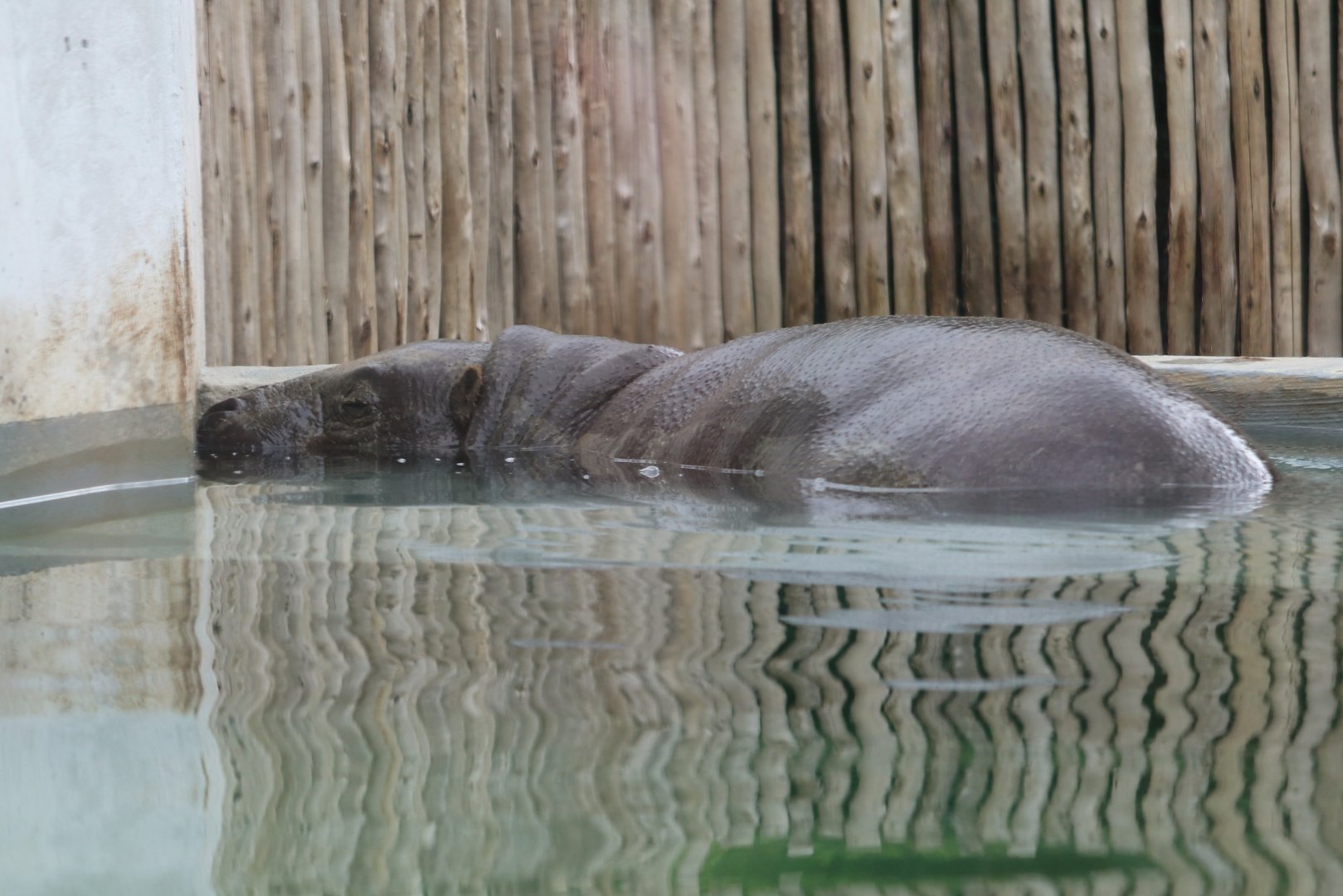 Jungle Odyssey - Pygmy Hippo