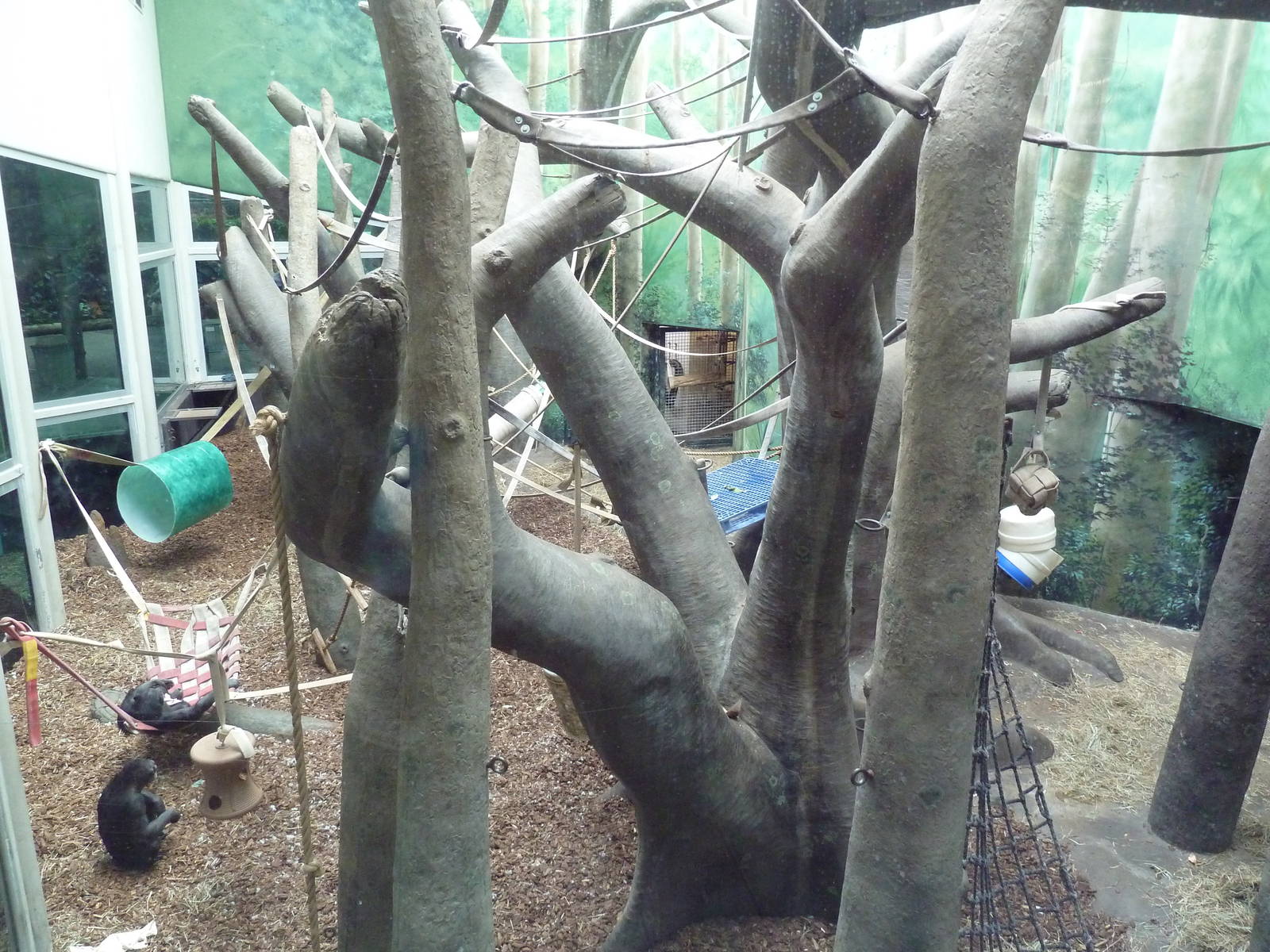 Jungle of the Apes - Chimpanzee Indoor Exhibit