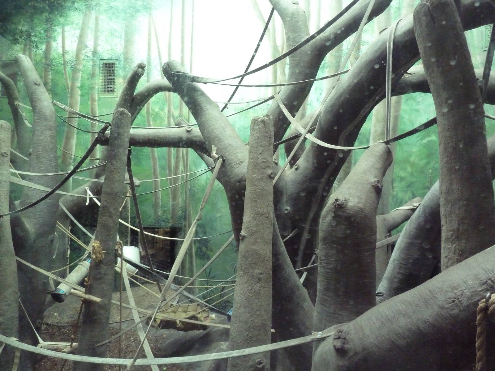 Jungle of the Apes - Chimpanzee Indoor Exhibit