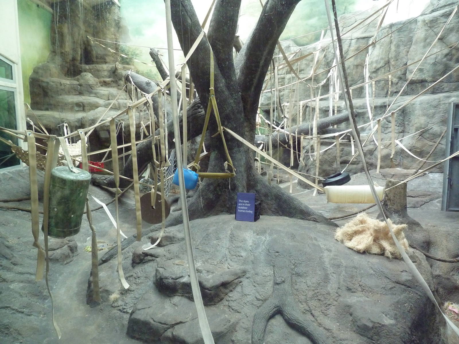 Jungle of the Apes - Sumatran Orangutan Indoor Exhibit