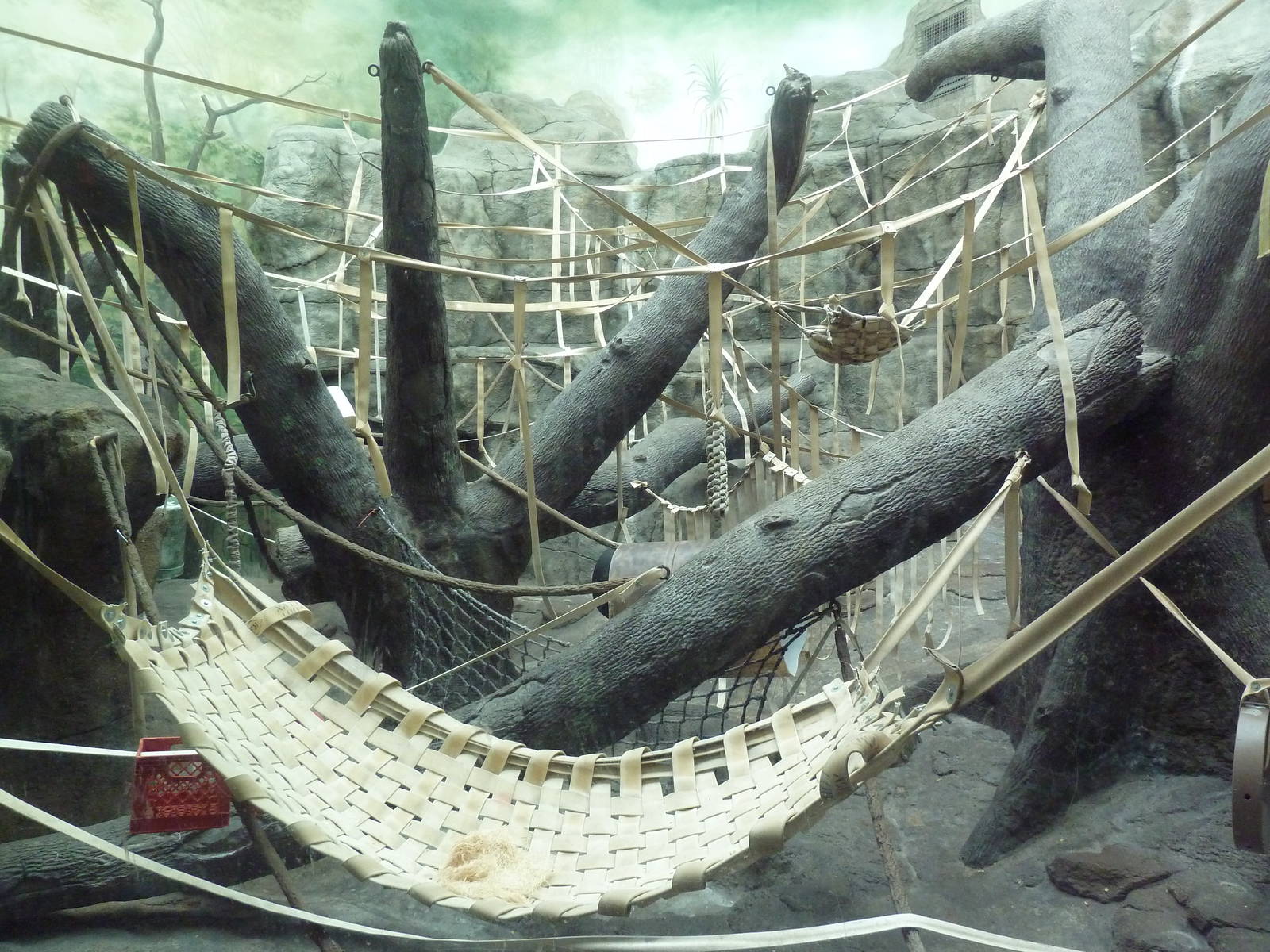 Jungle of the Apes - Sumatran Orangutan Indoor Exhibit